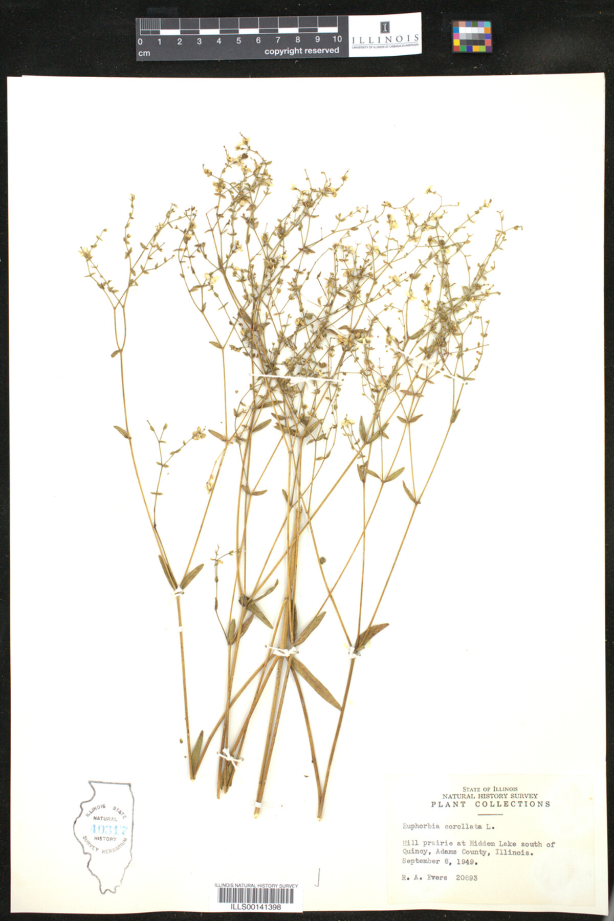 Euphorbia corollata image