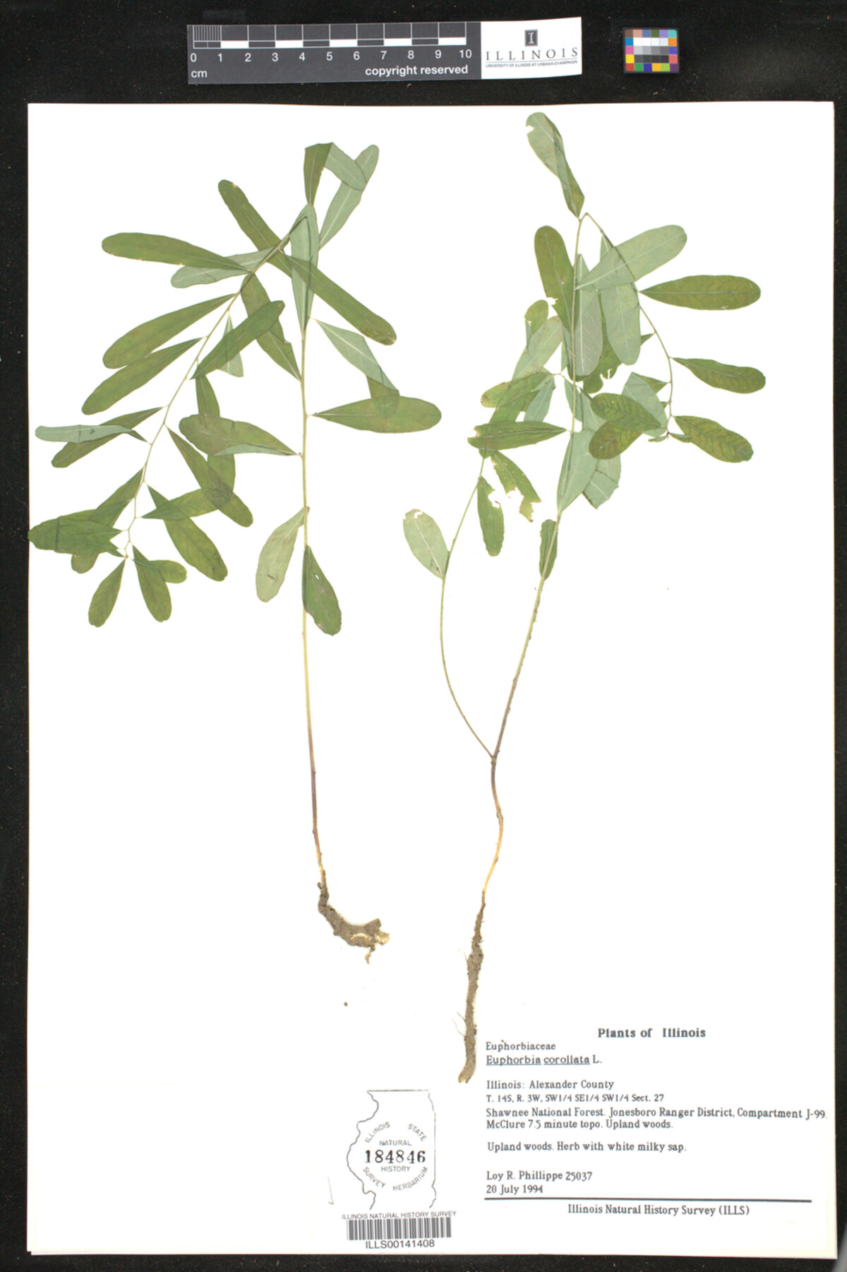 Euphorbia corollata image