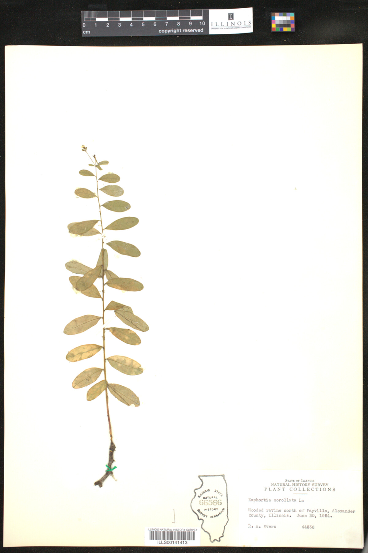 Euphorbia corollata image