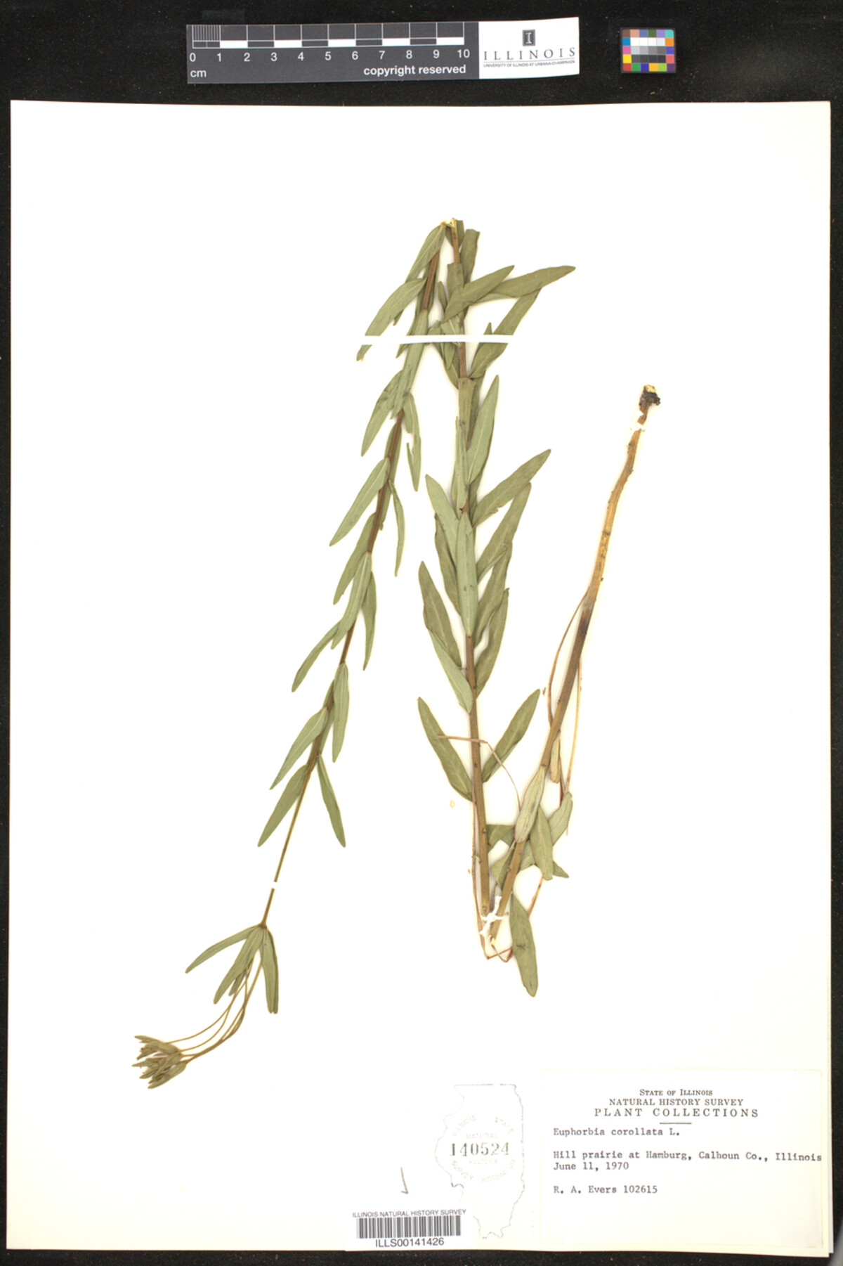 Euphorbia corollata image