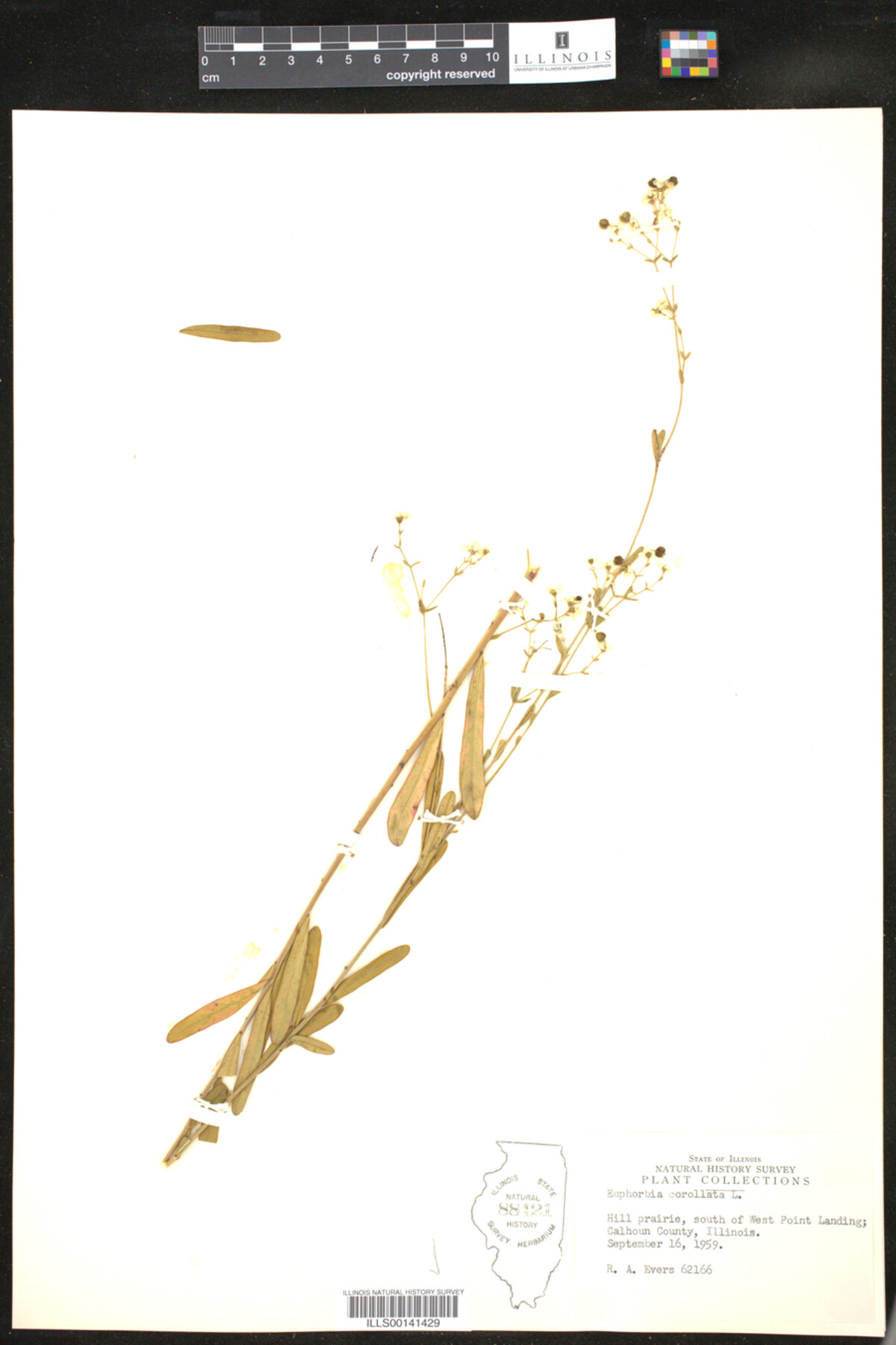 Euphorbia corollata image