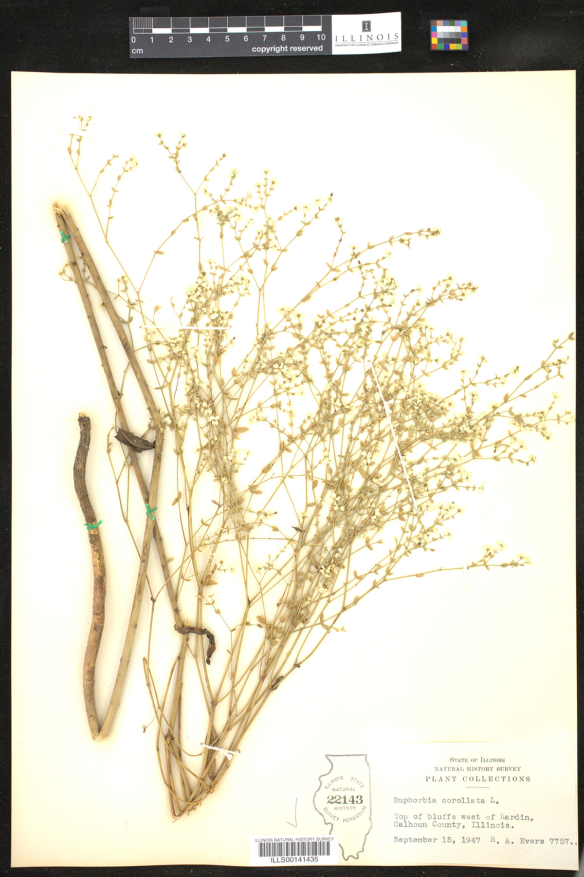 Euphorbia corollata image