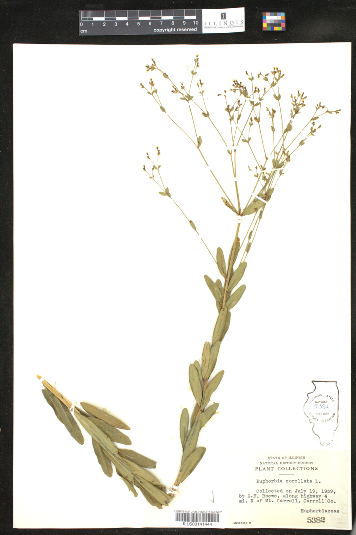 Euphorbia corollata image