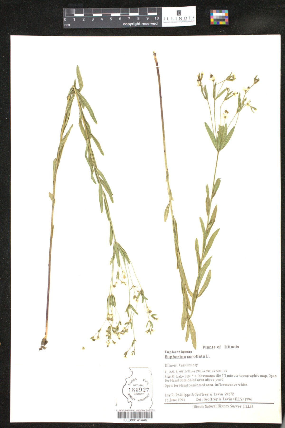 Euphorbia corollata image