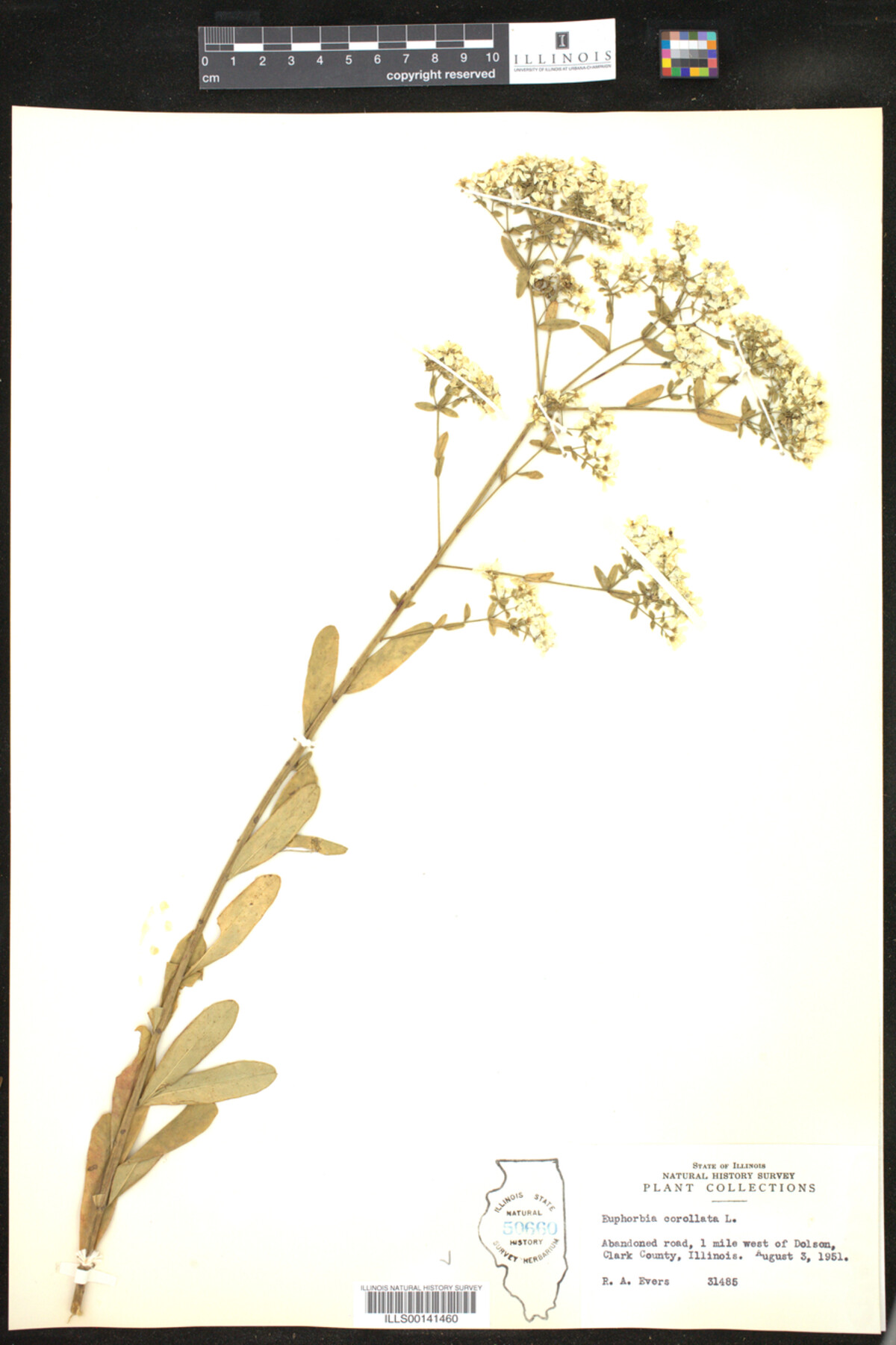 Euphorbia corollata image