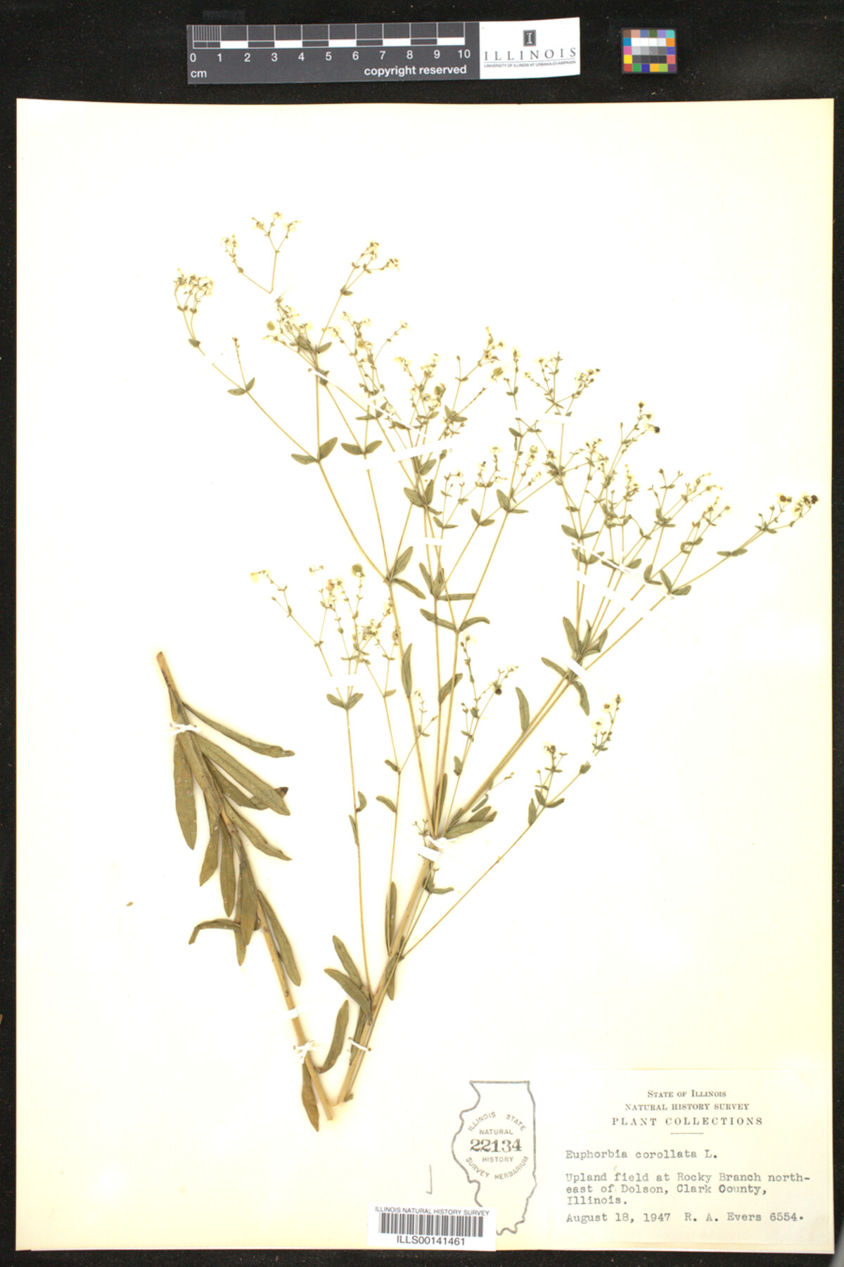 Euphorbia corollata image