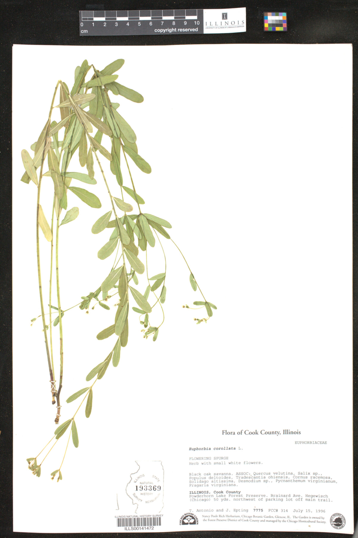 Euphorbia corollata image