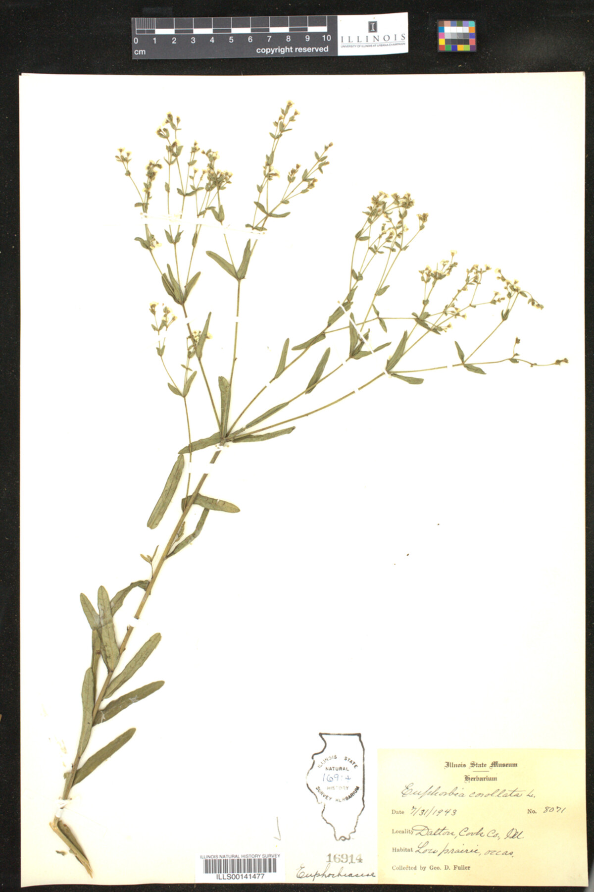 Euphorbia corollata image