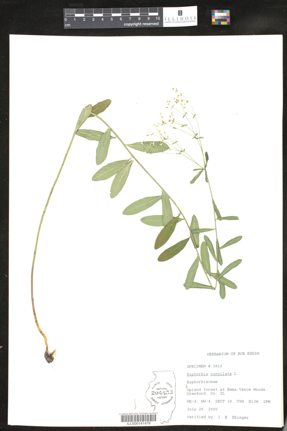 Euphorbia corollata image