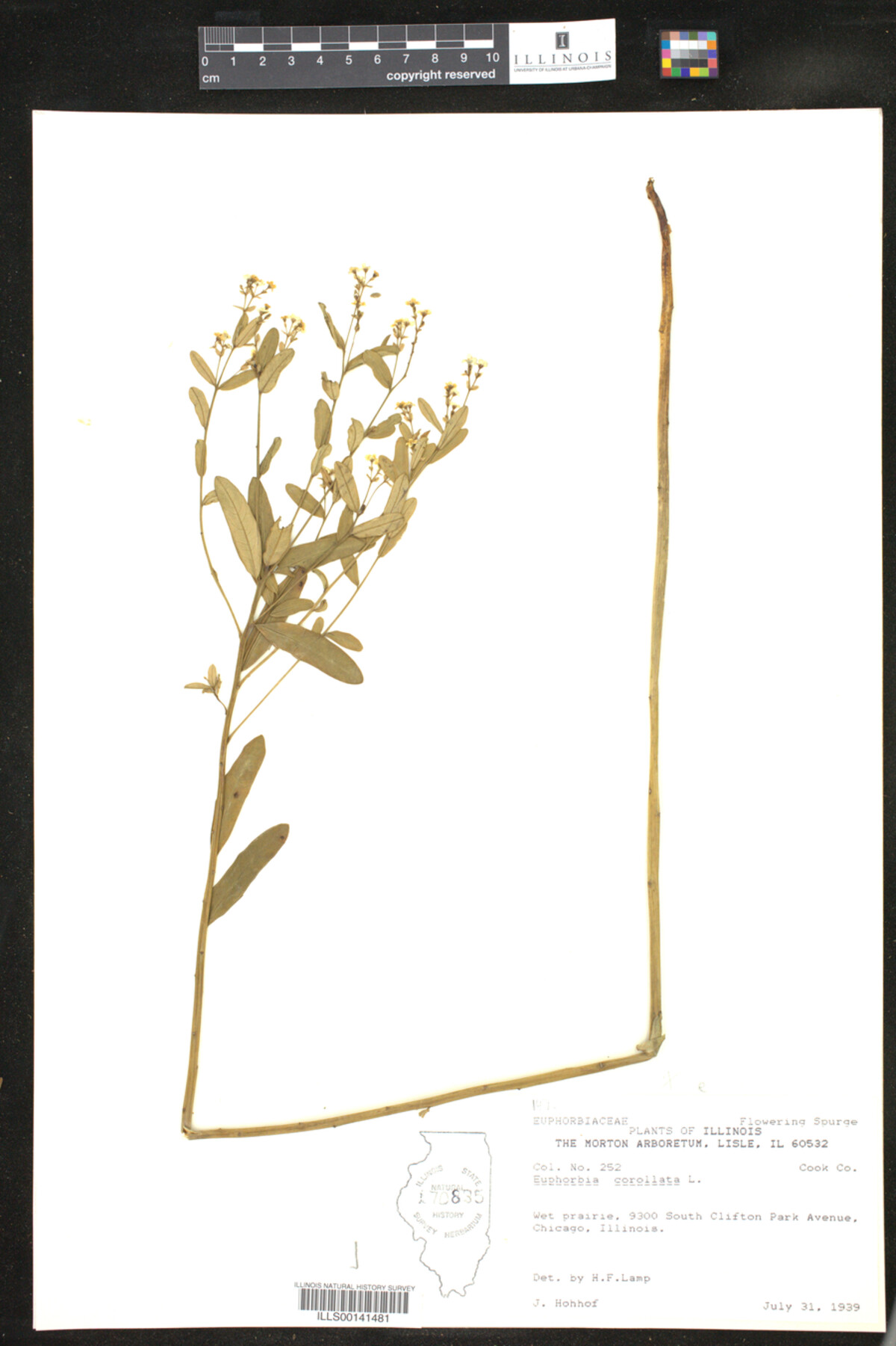 Euphorbia corollata image