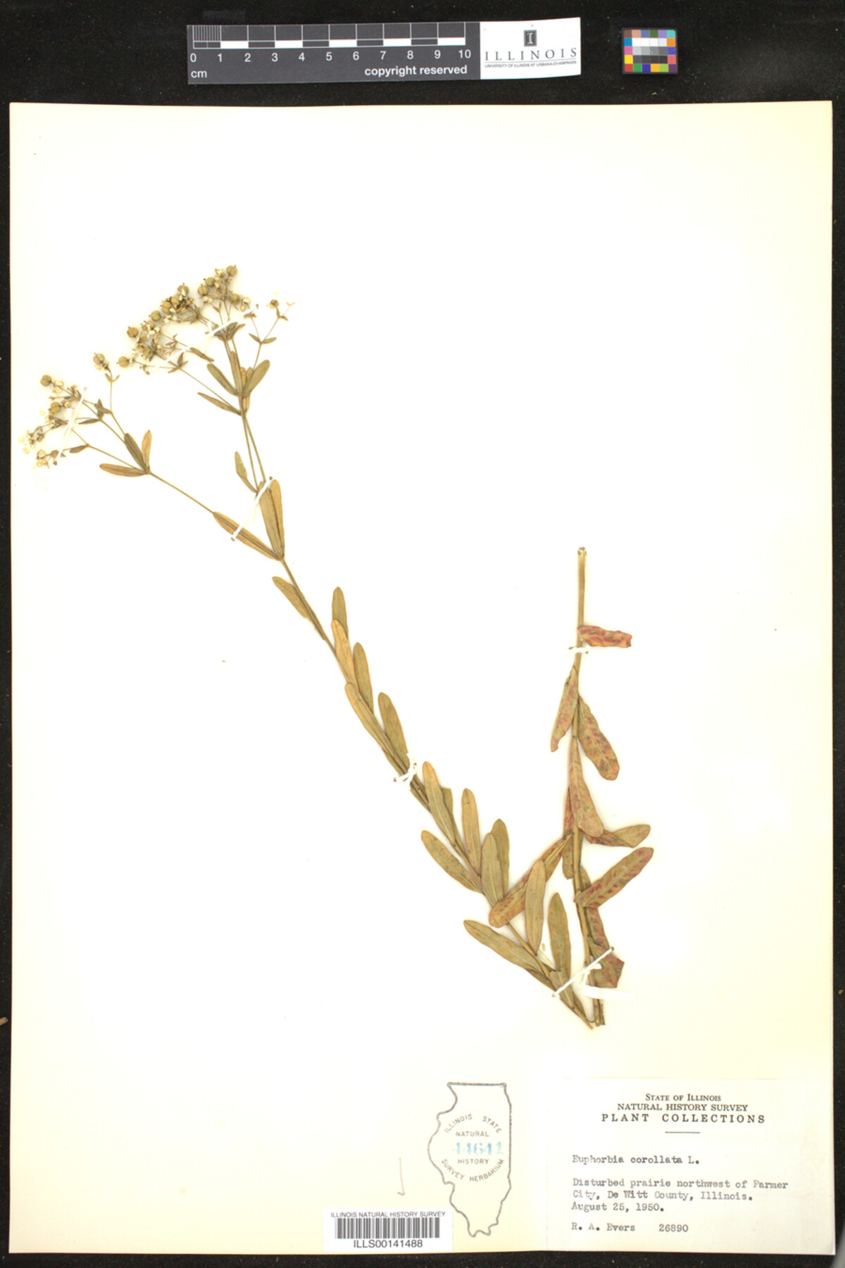 Euphorbia corollata image