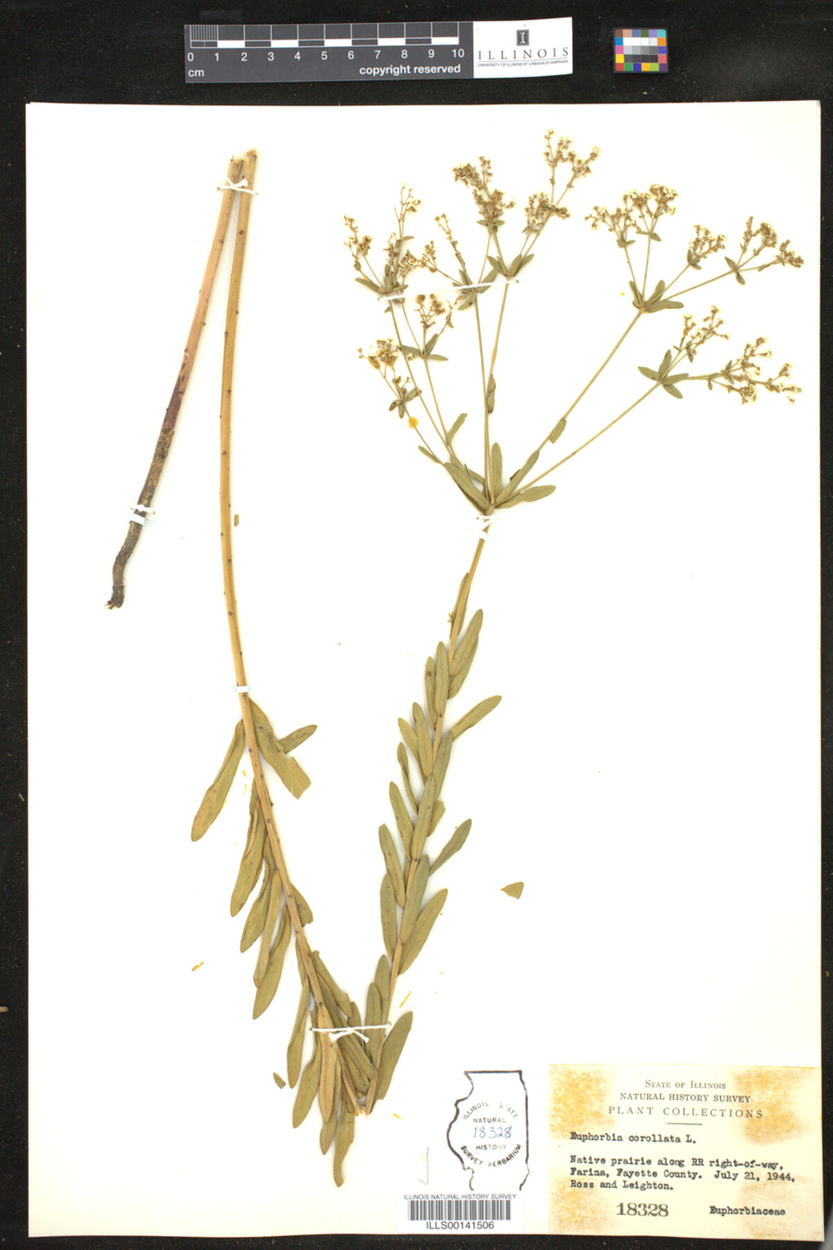 Euphorbia corollata image