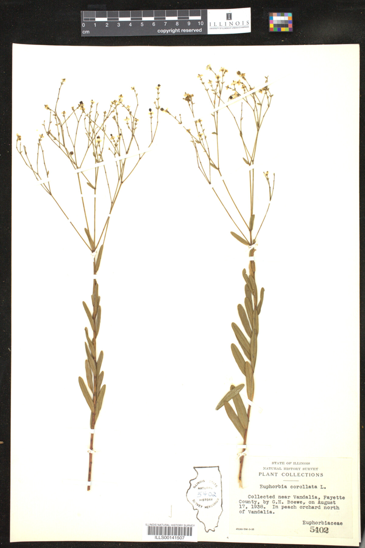 Euphorbia corollata image