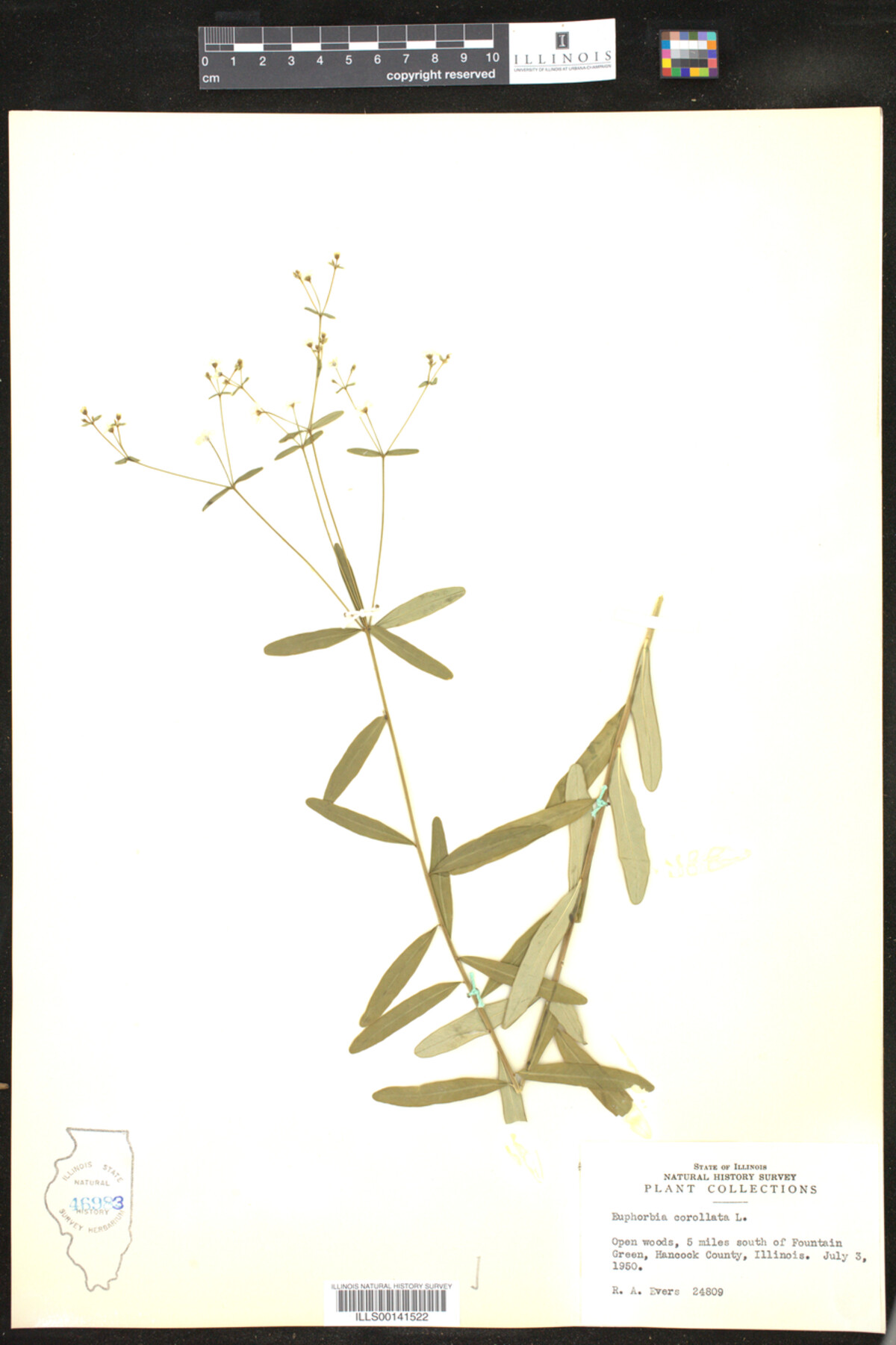Euphorbia corollata image
