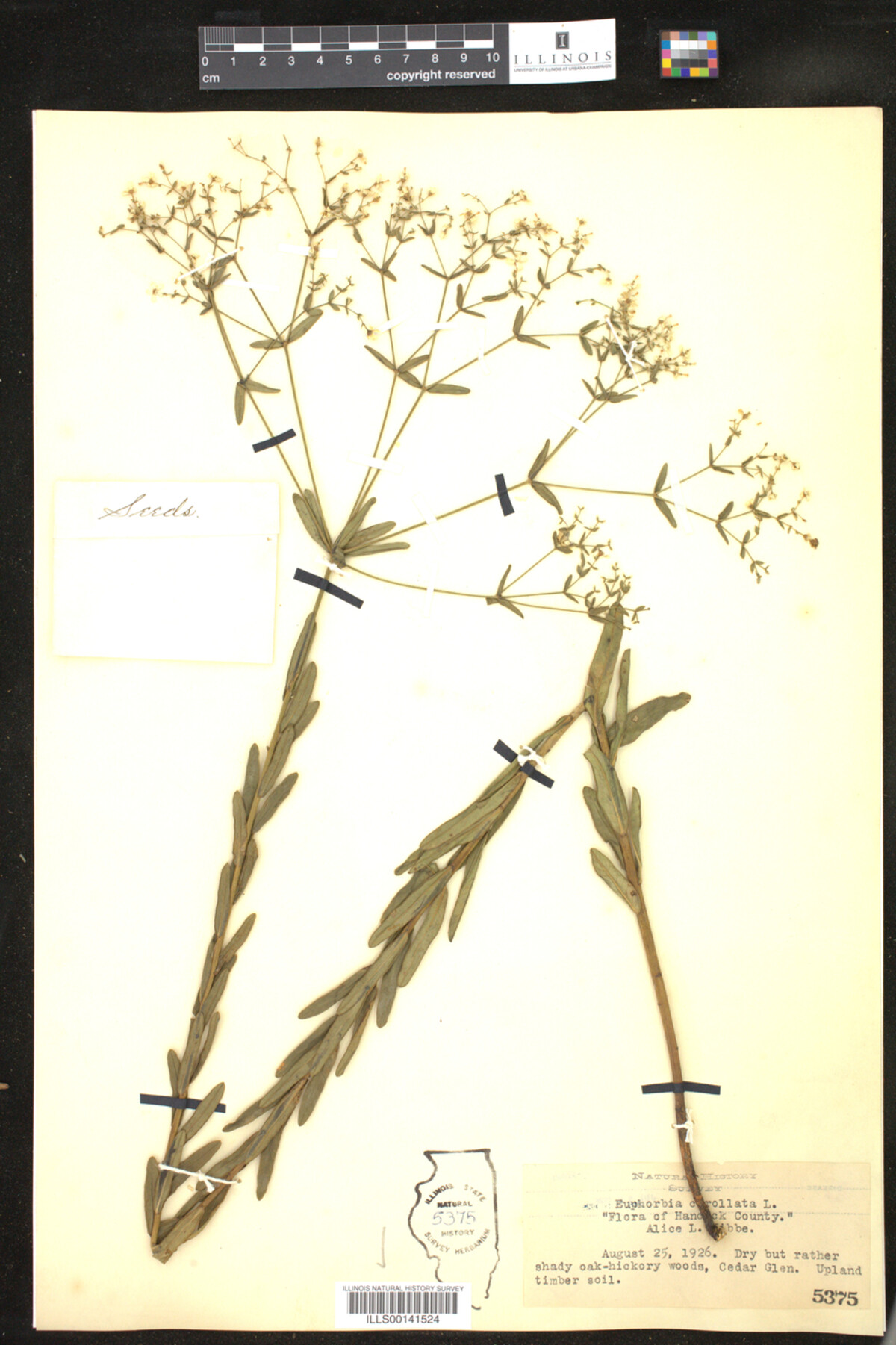 Euphorbia corollata image