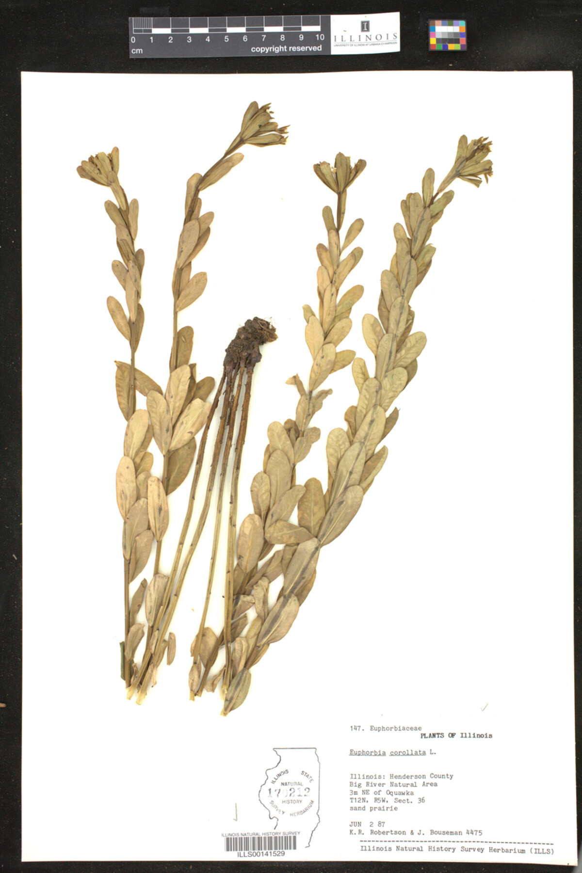 Euphorbia corollata image