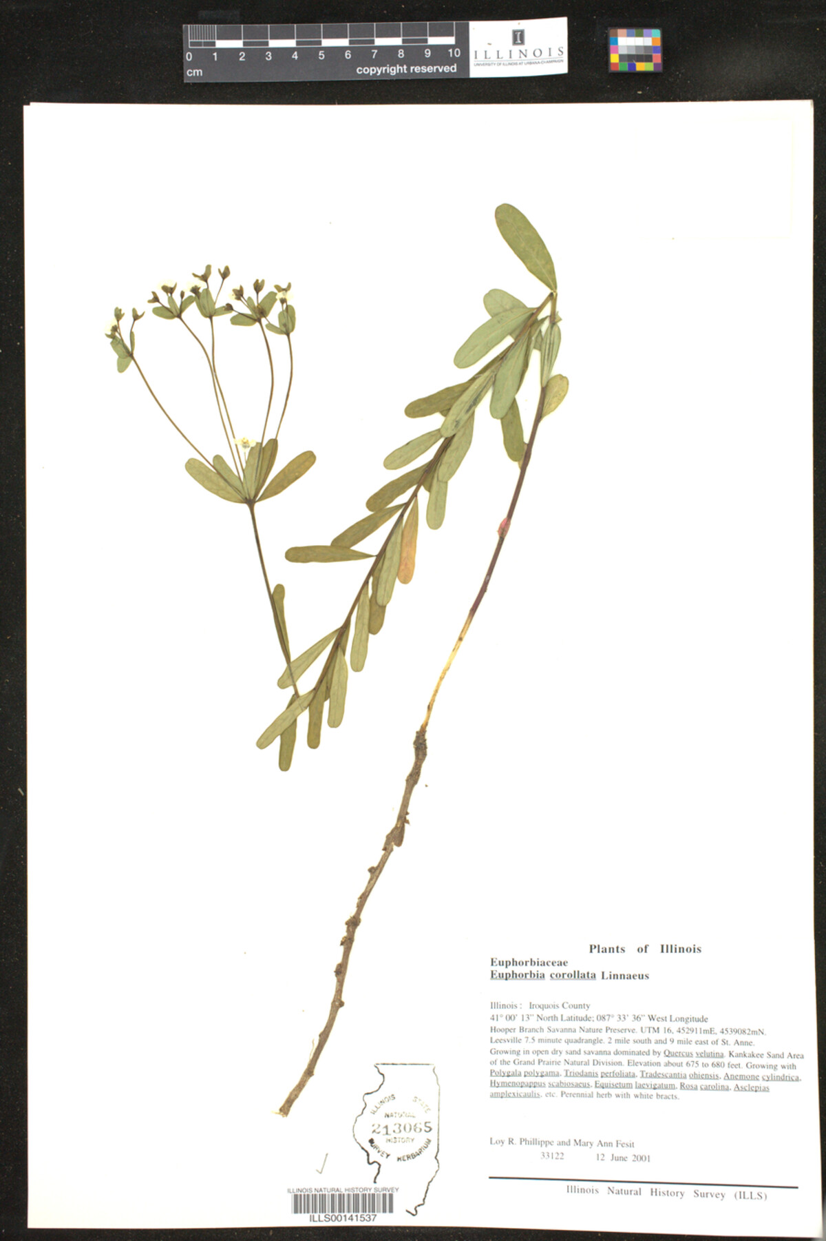 Euphorbia corollata image