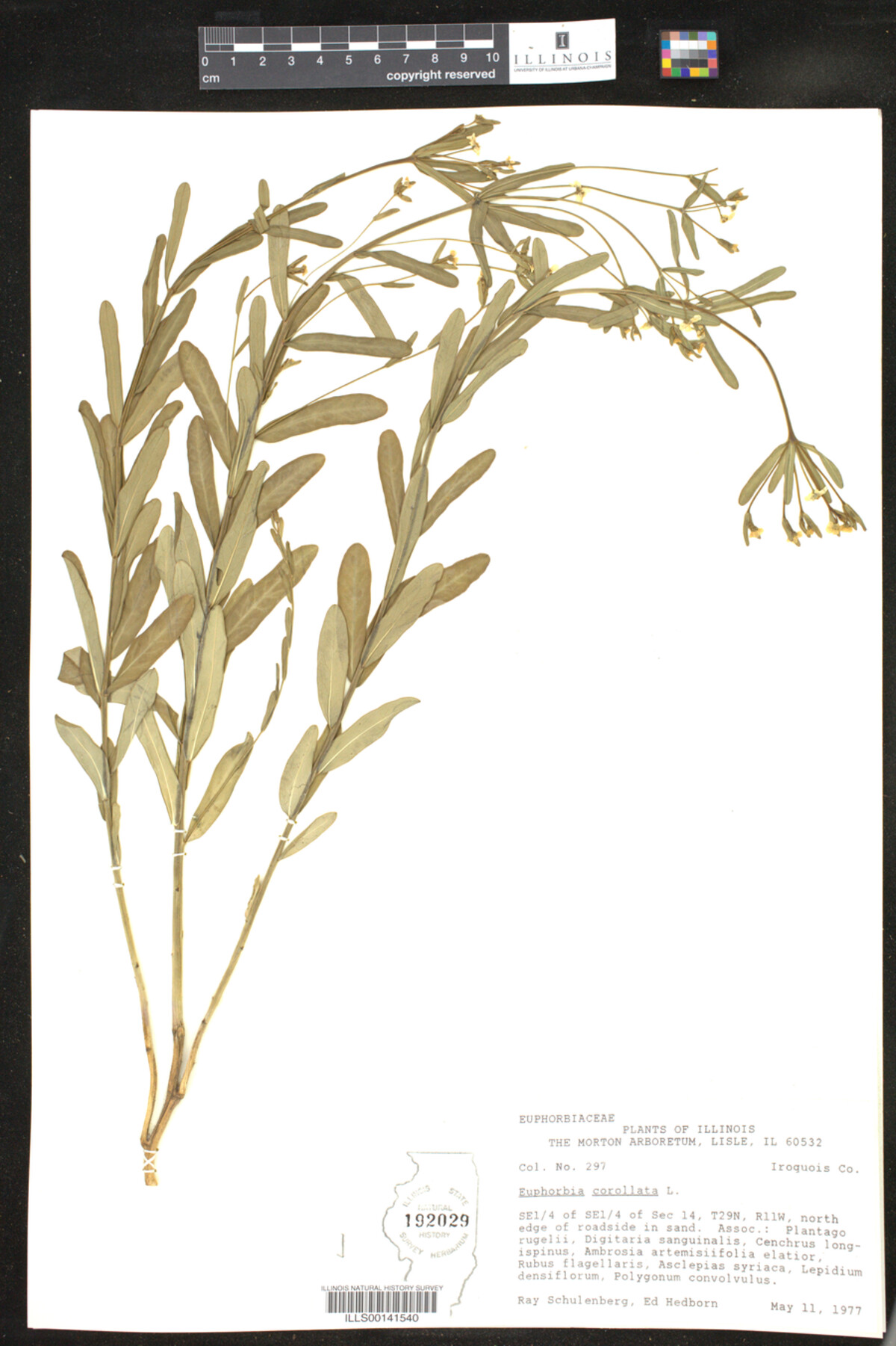 Euphorbia corollata image