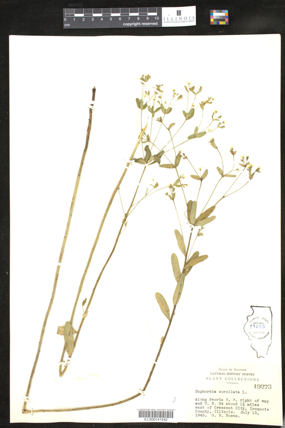 Euphorbia corollata image