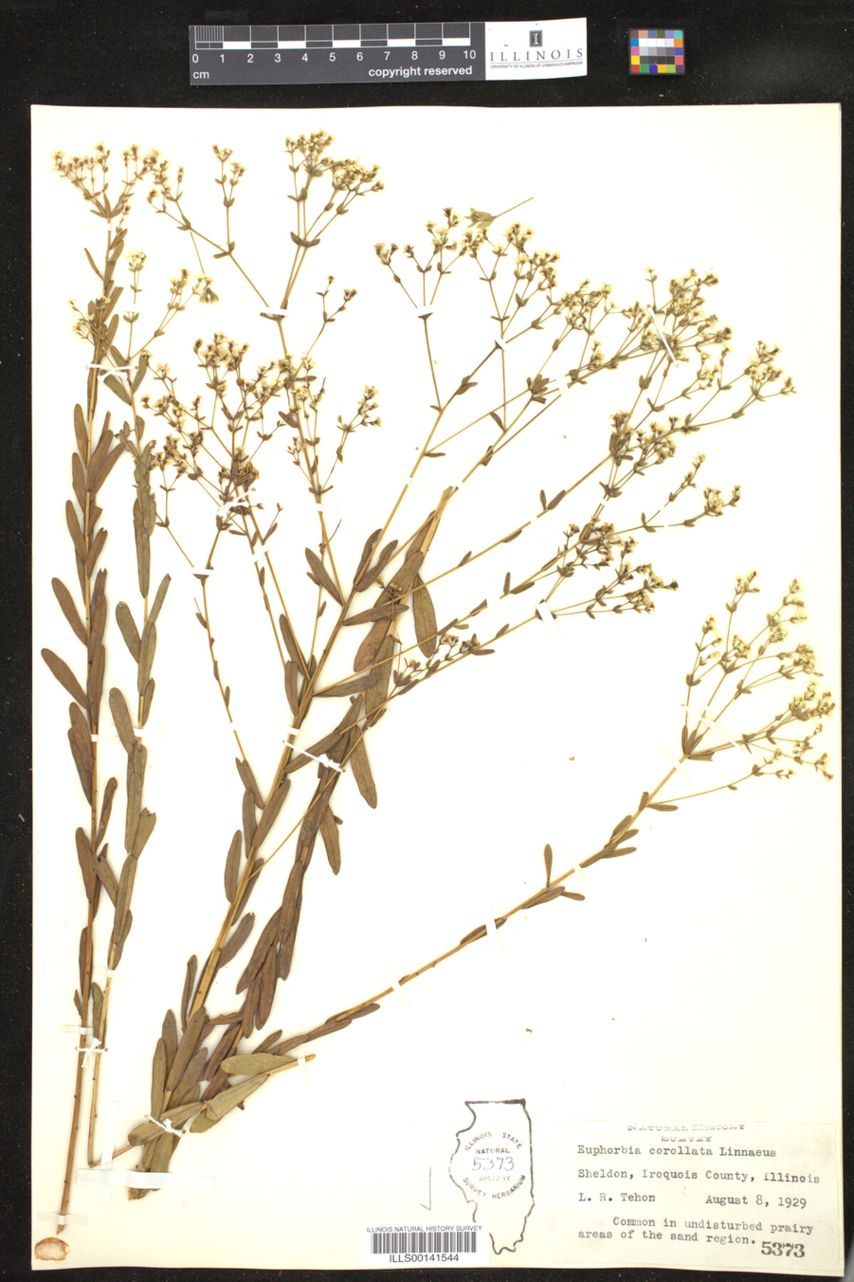 Euphorbia corollata image