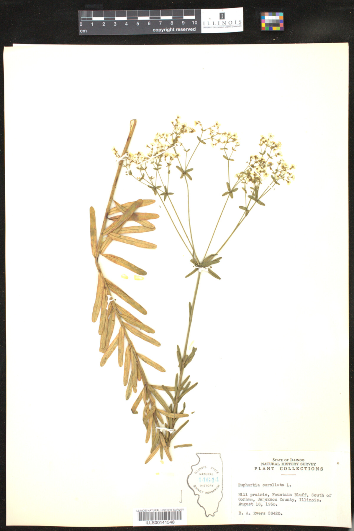 Euphorbia corollata image
