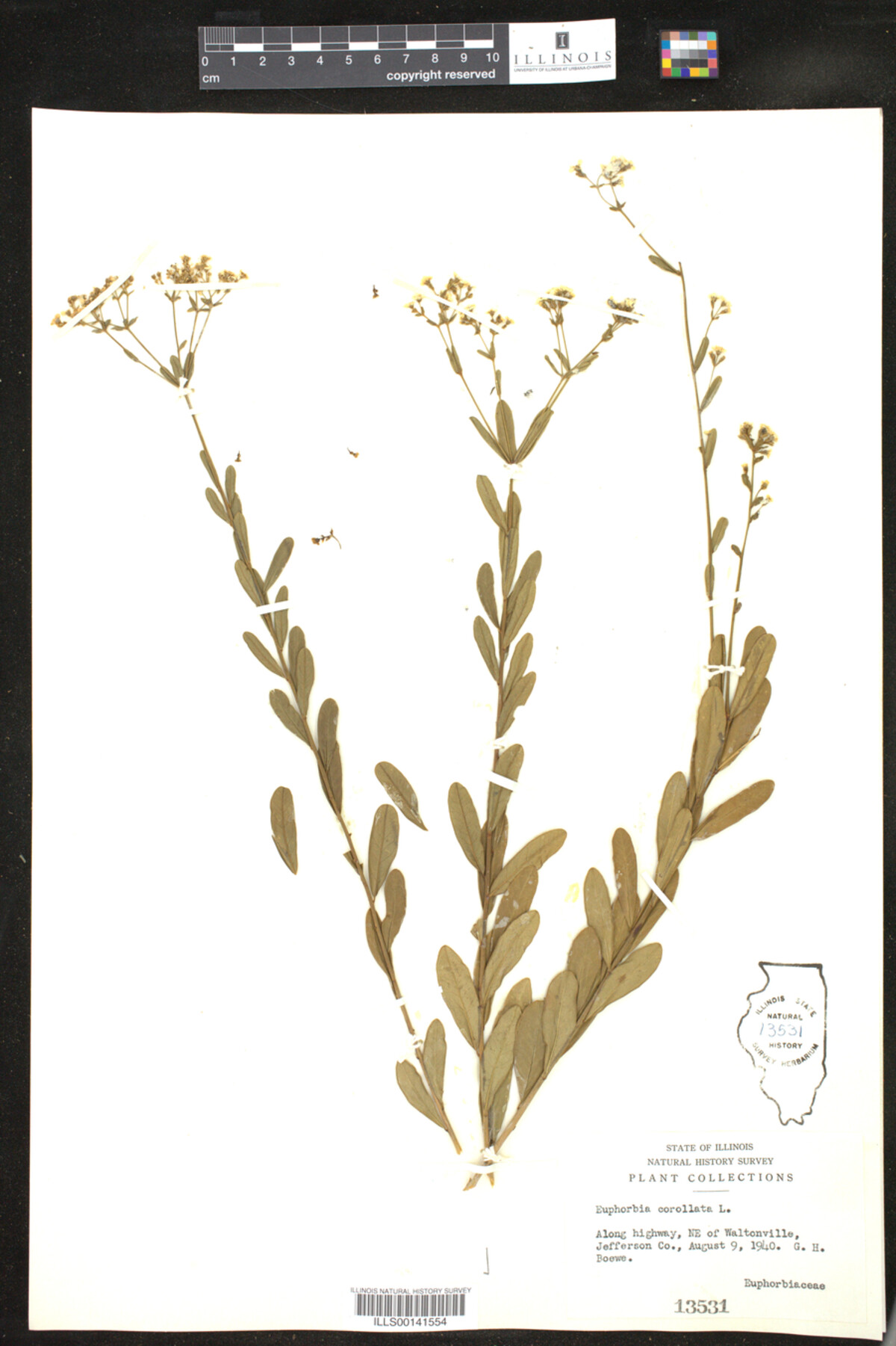 Euphorbia corollata image