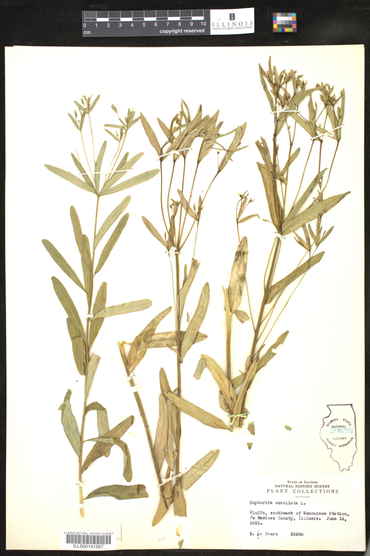 Euphorbia corollata image