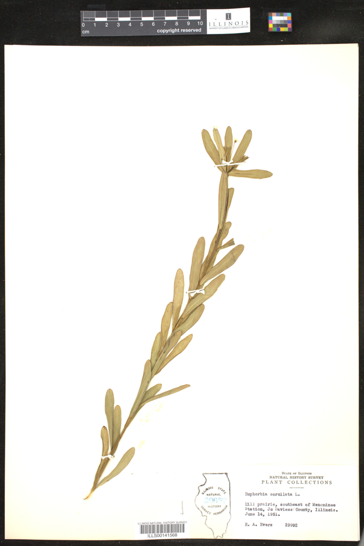 Euphorbia corollata image