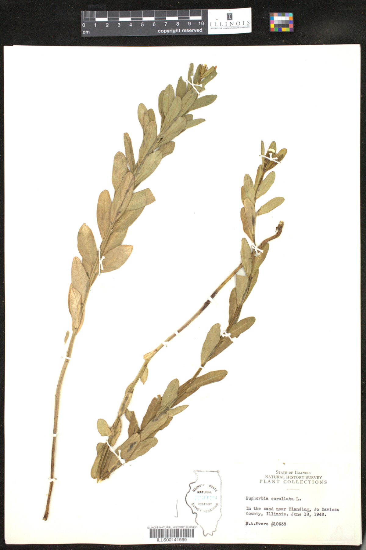 Euphorbia corollata image