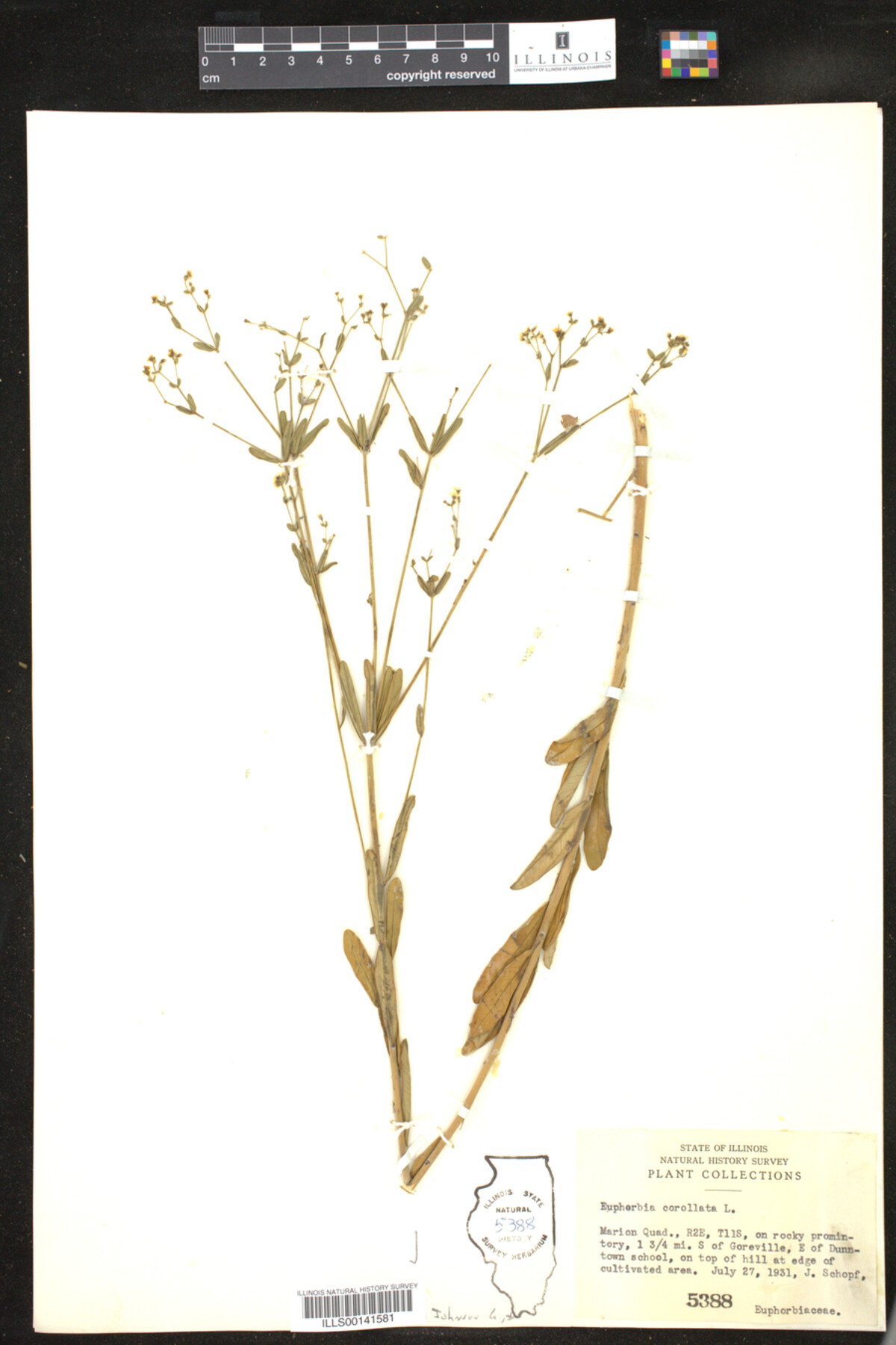 Euphorbia corollata image