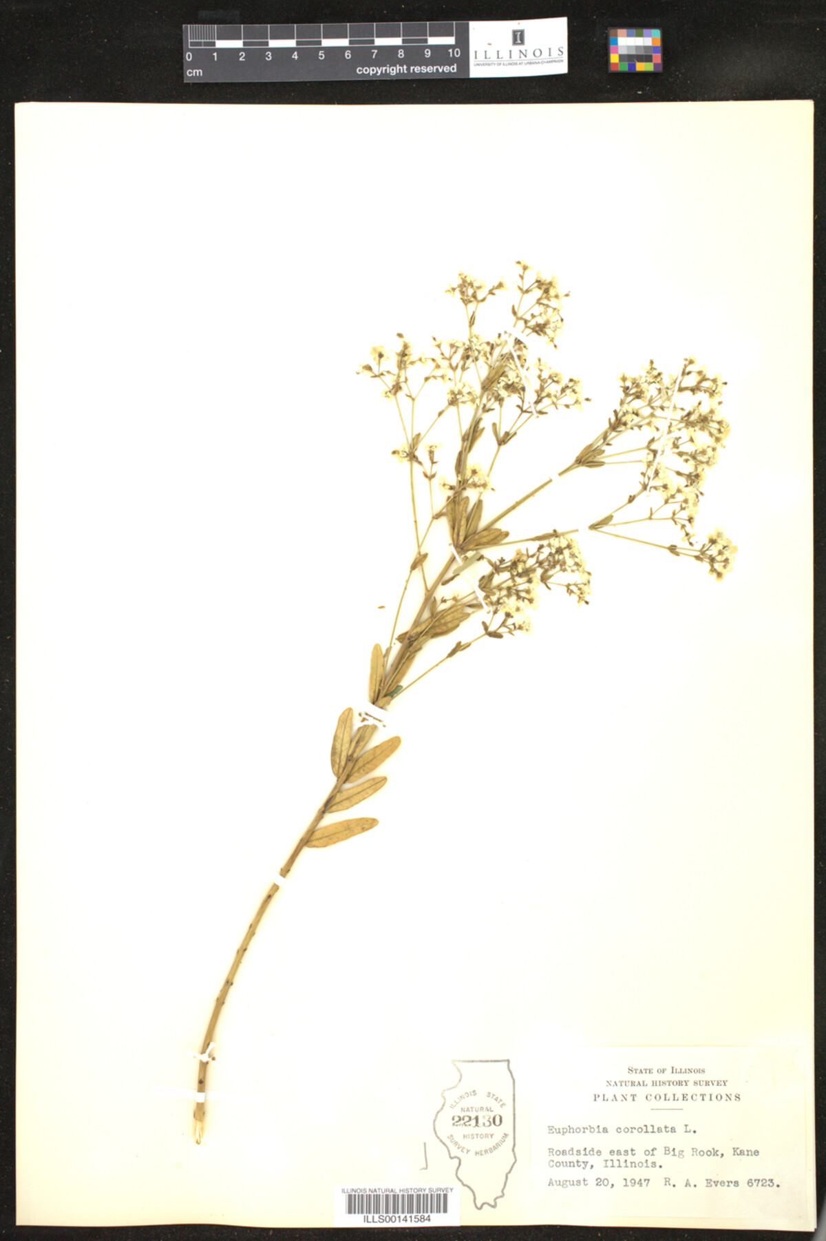 Euphorbia corollata image