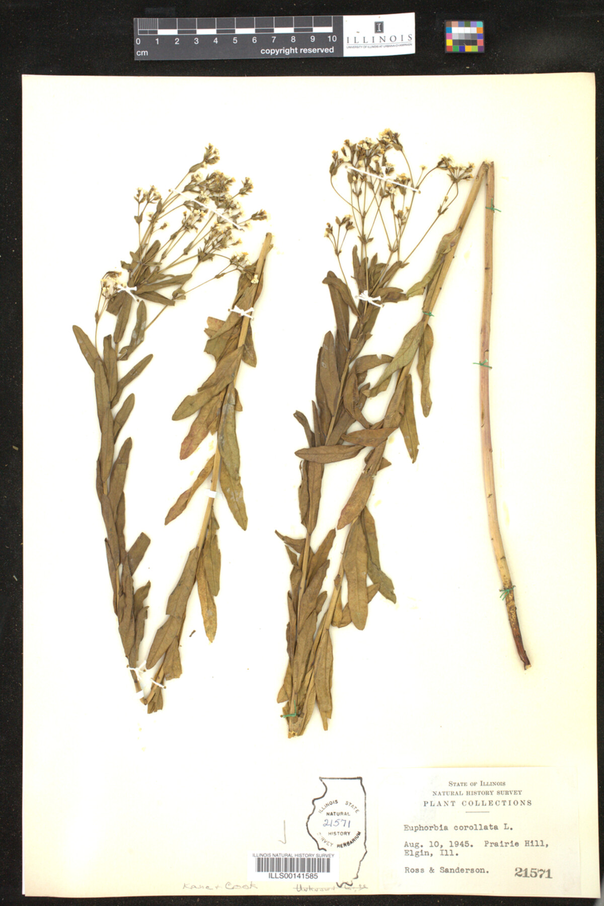 Euphorbia corollata image
