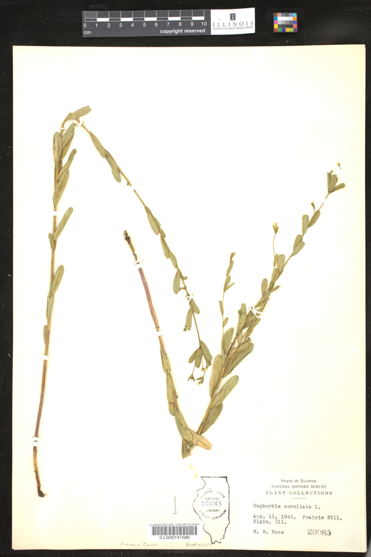 Euphorbia corollata image