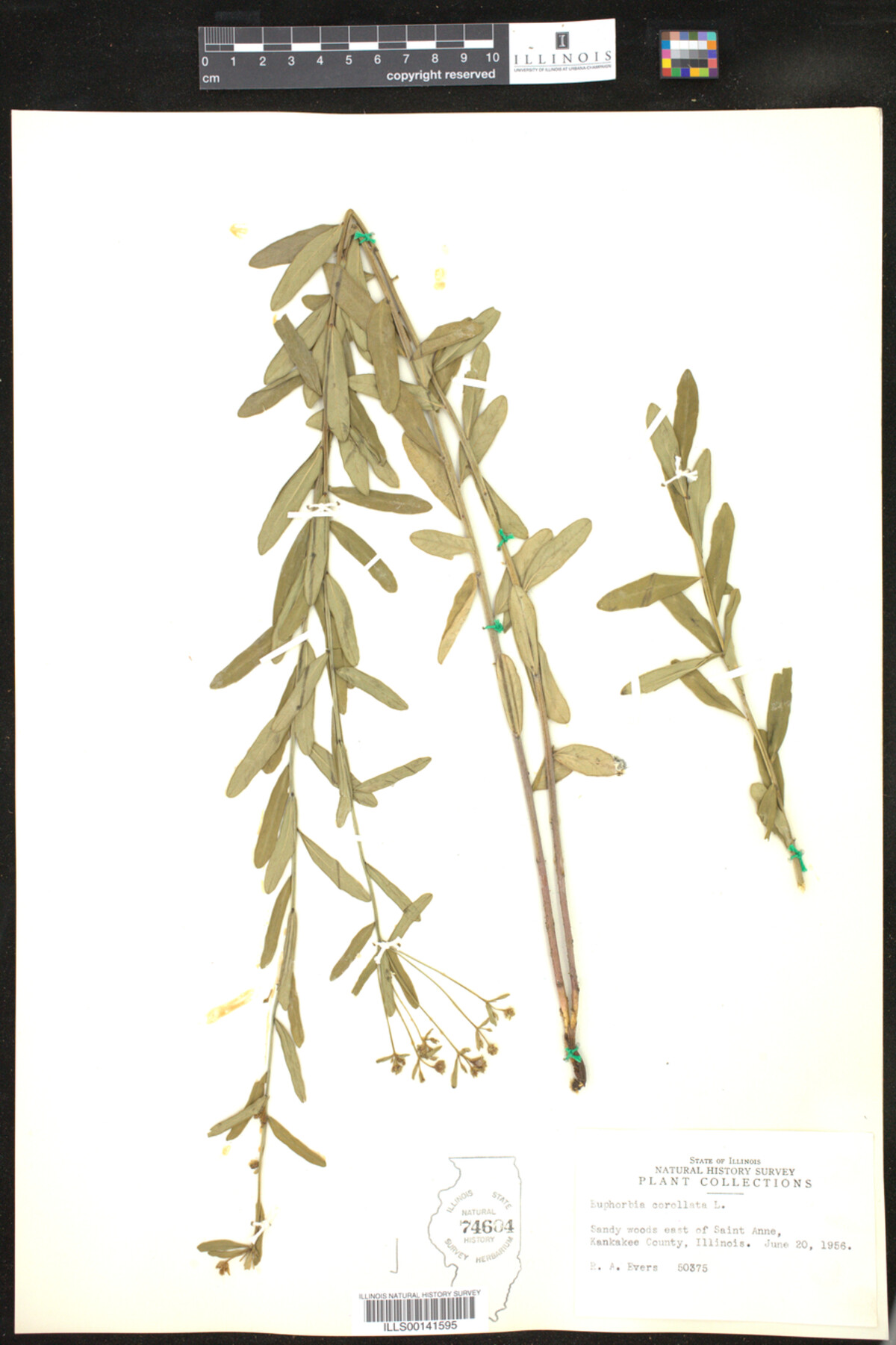 Euphorbia corollata image