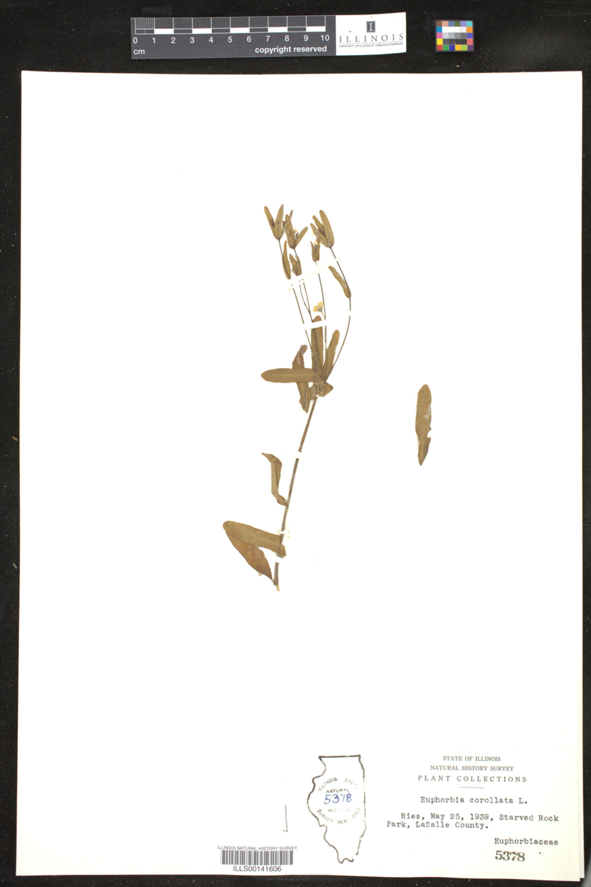 Euphorbia corollata image