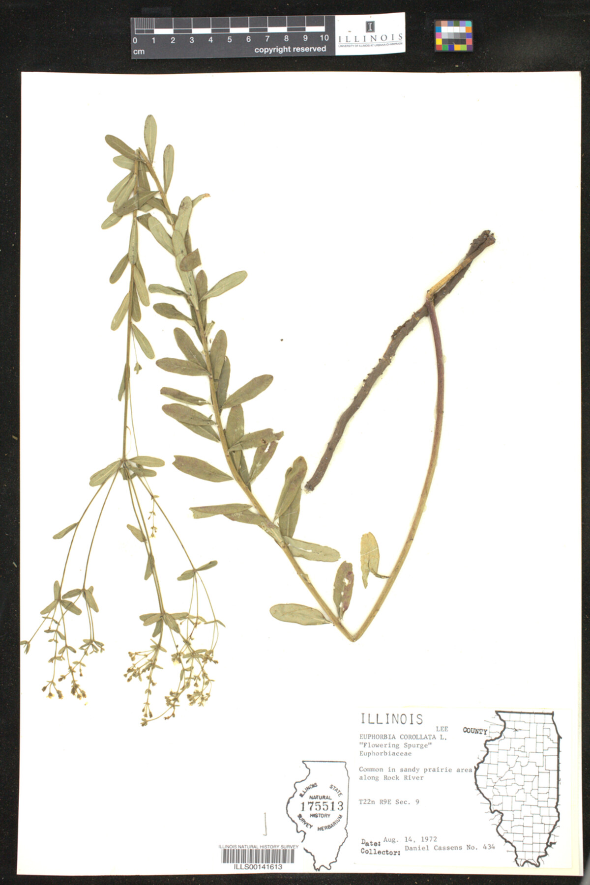 Euphorbia corollata image