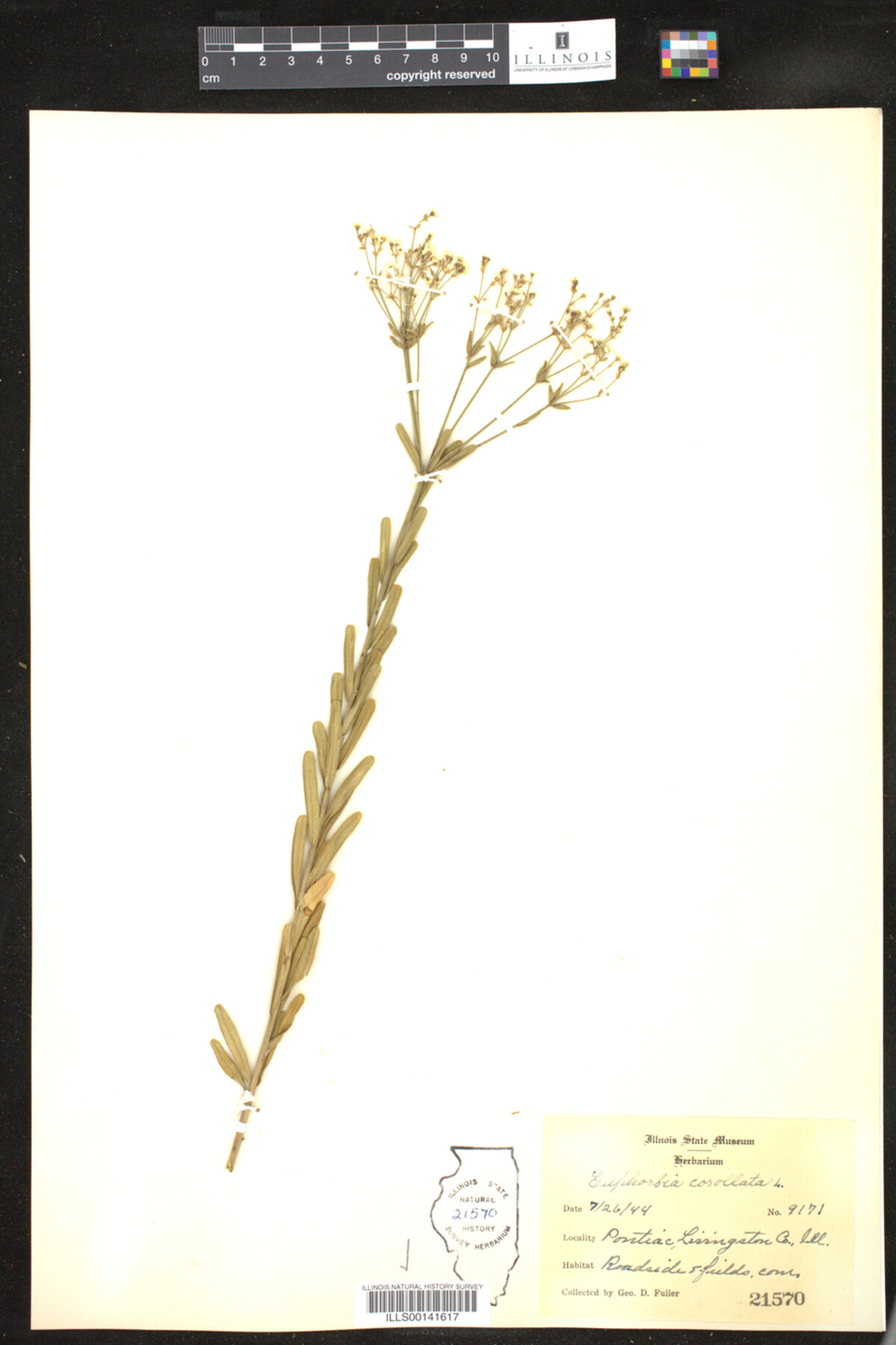 Euphorbia corollata image