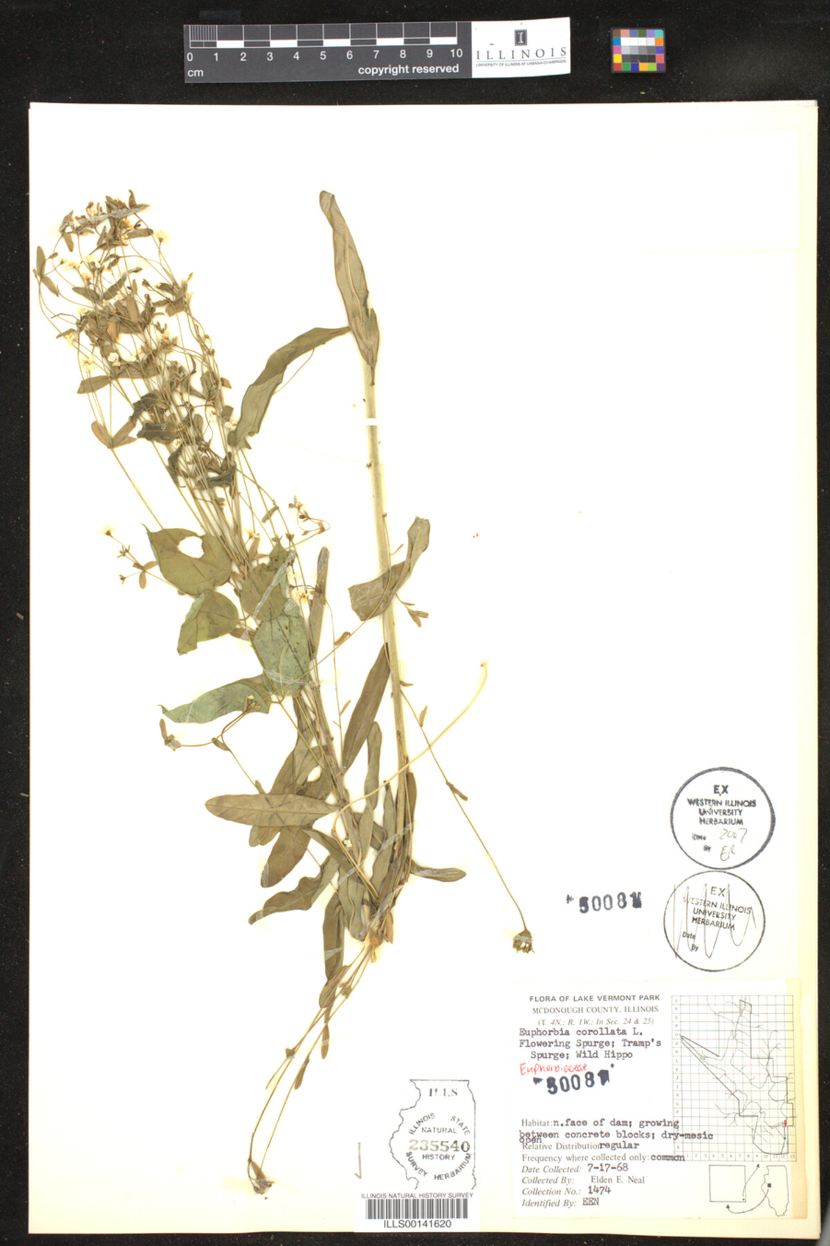 Euphorbia corollata image