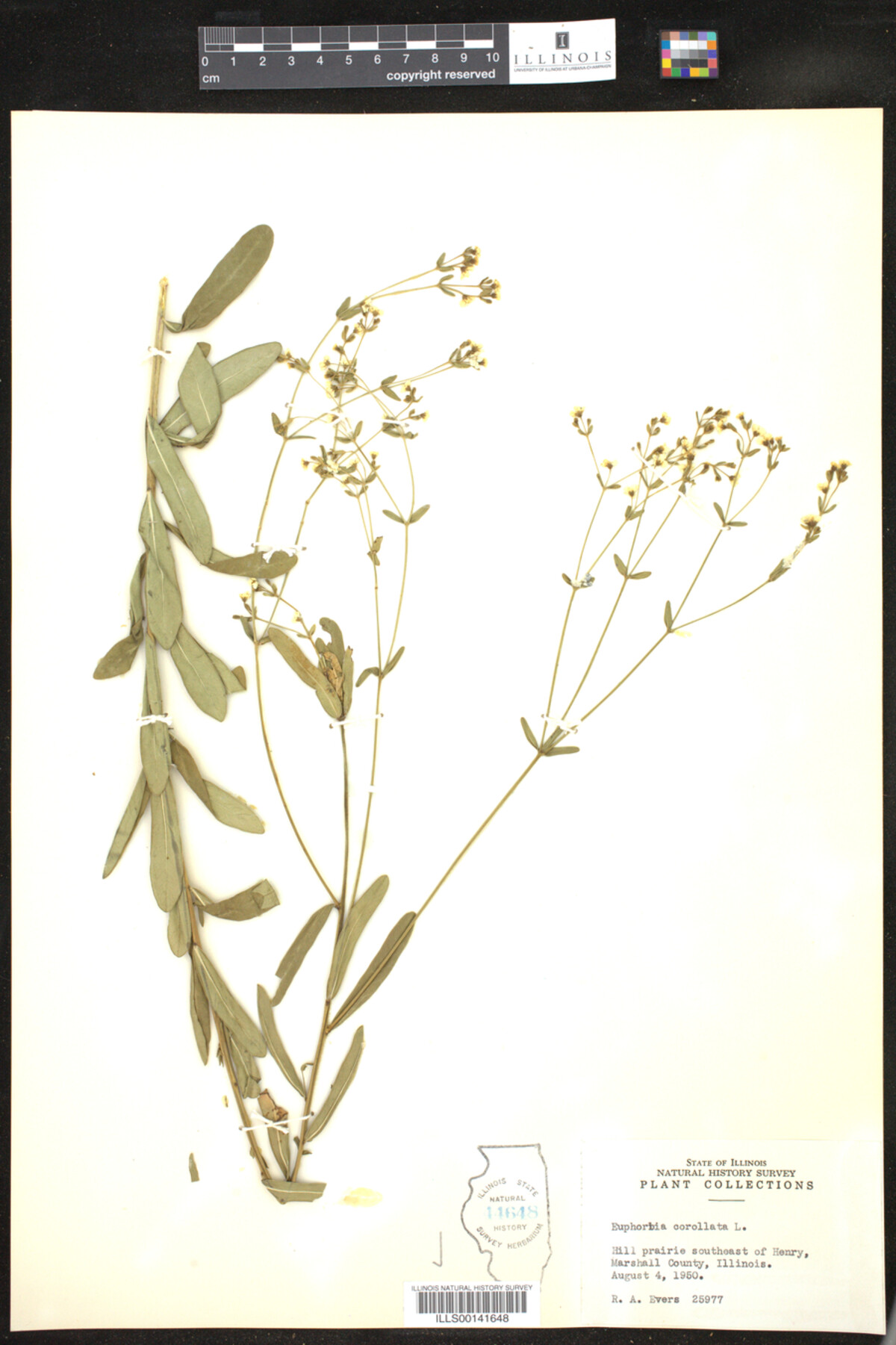 Euphorbia corollata image
