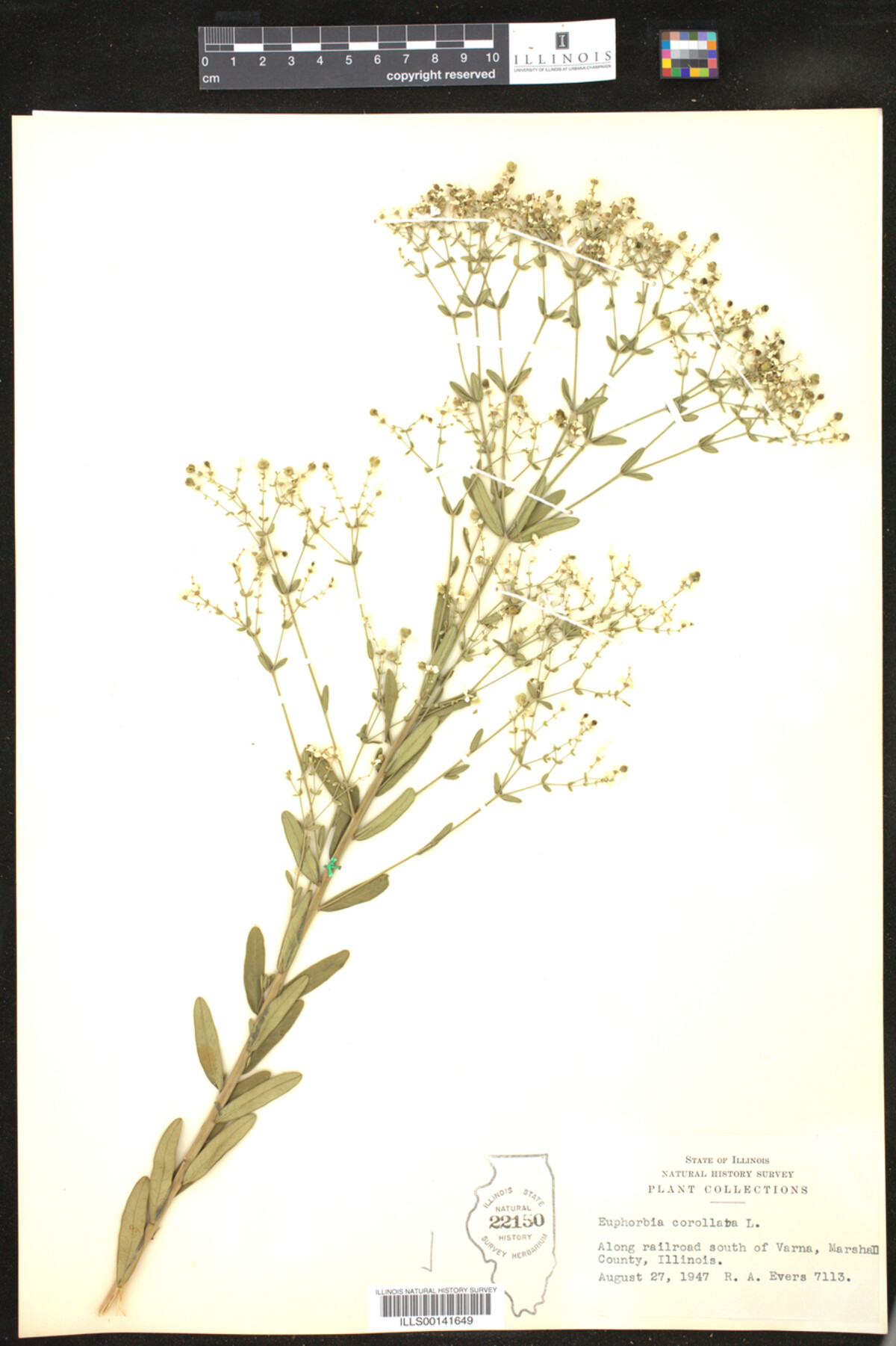 Euphorbia corollata image