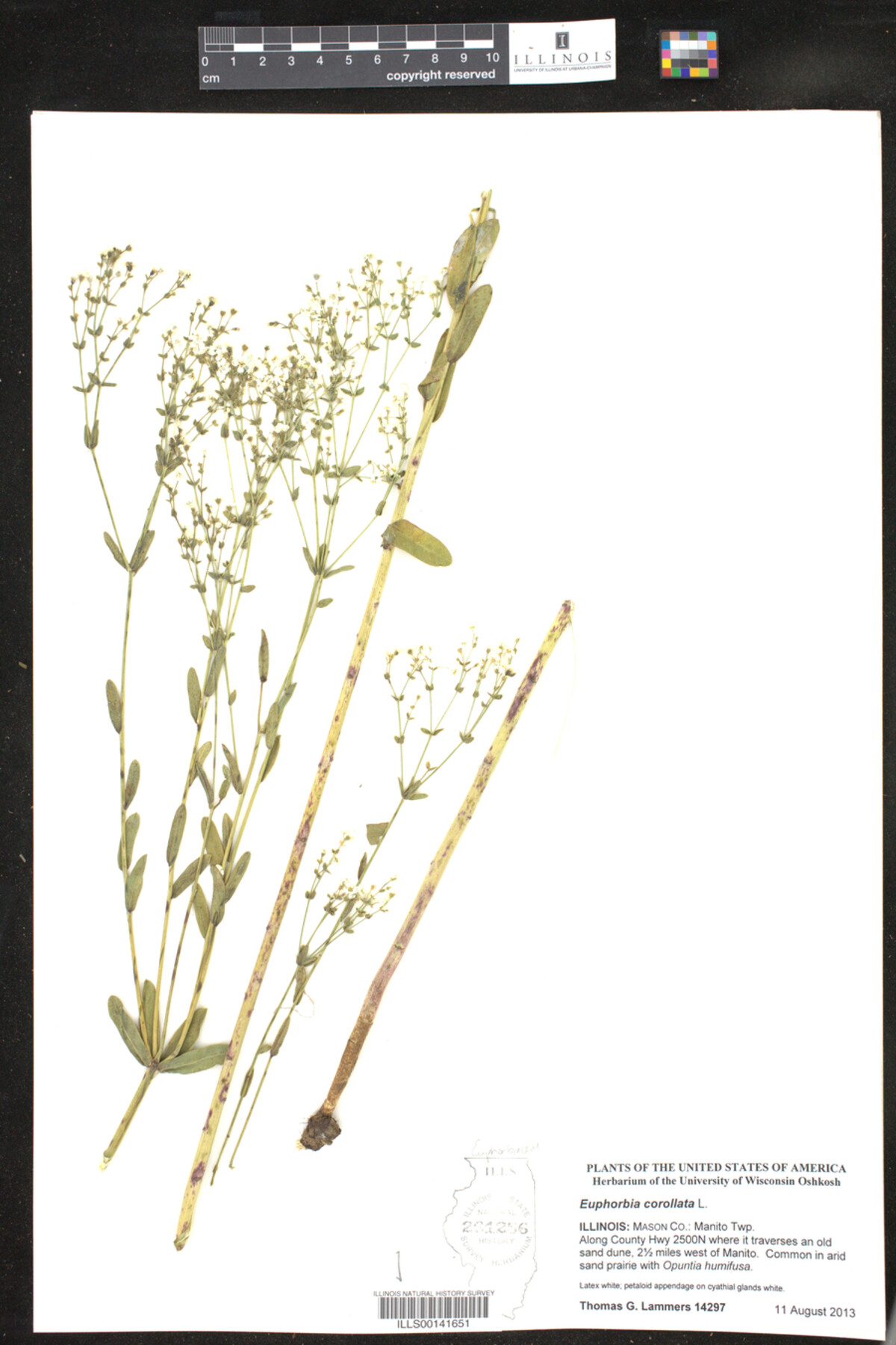 Euphorbia corollata image