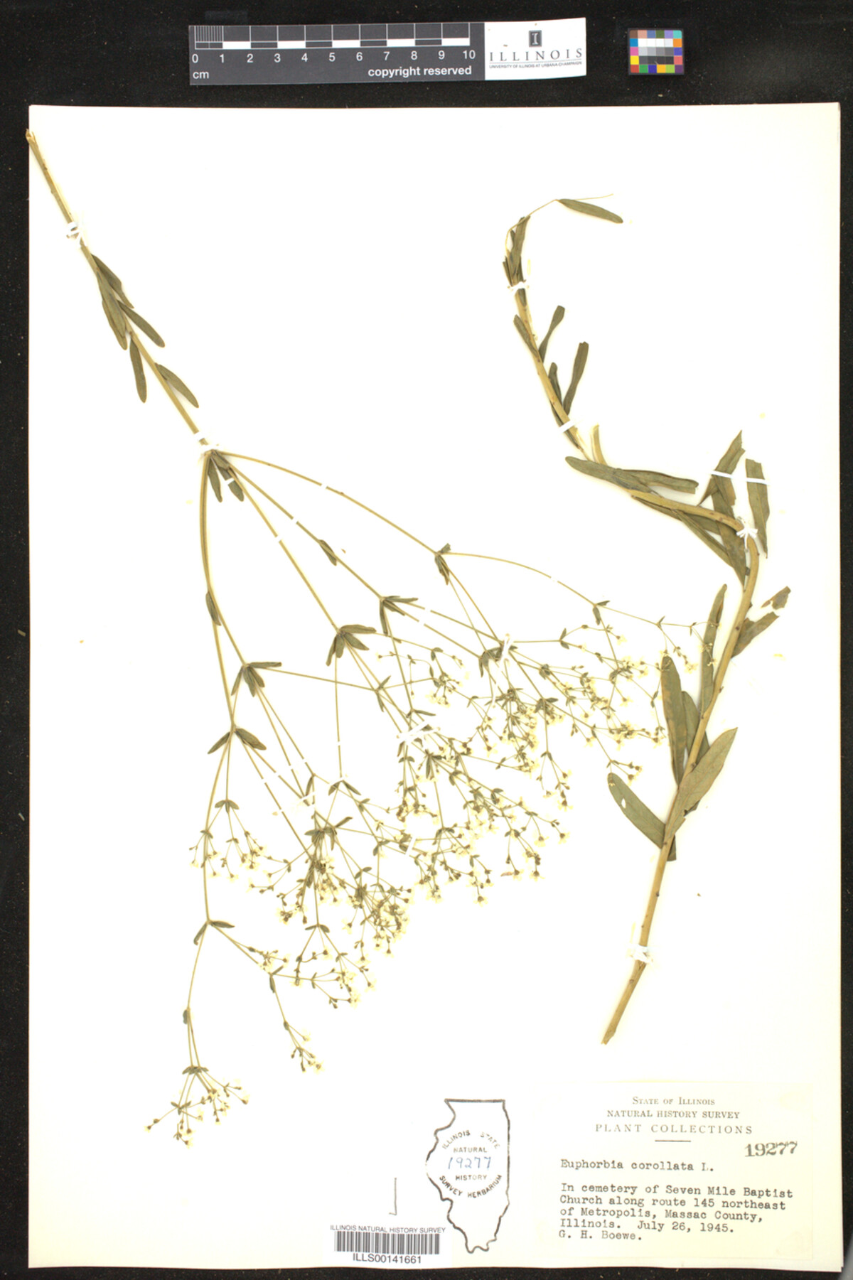 Euphorbia corollata image