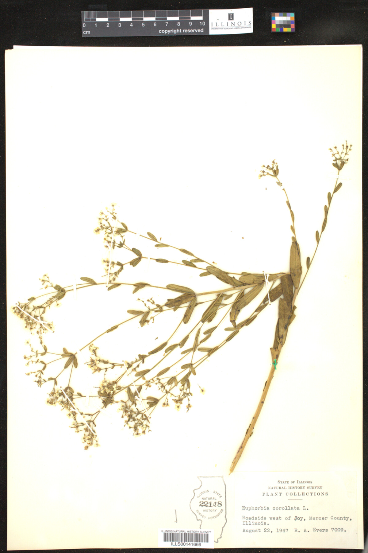 Euphorbia corollata image