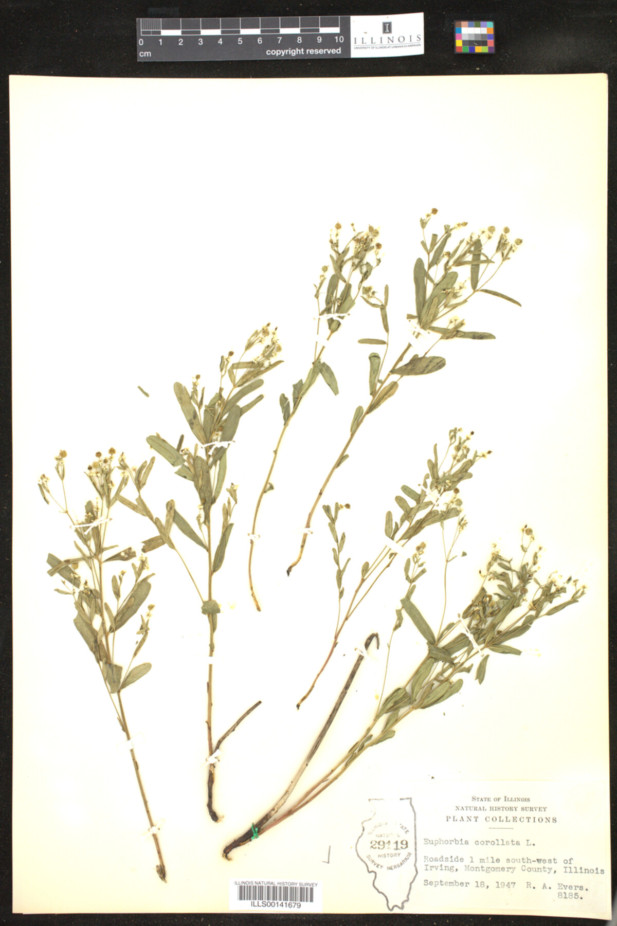 Euphorbia corollata image