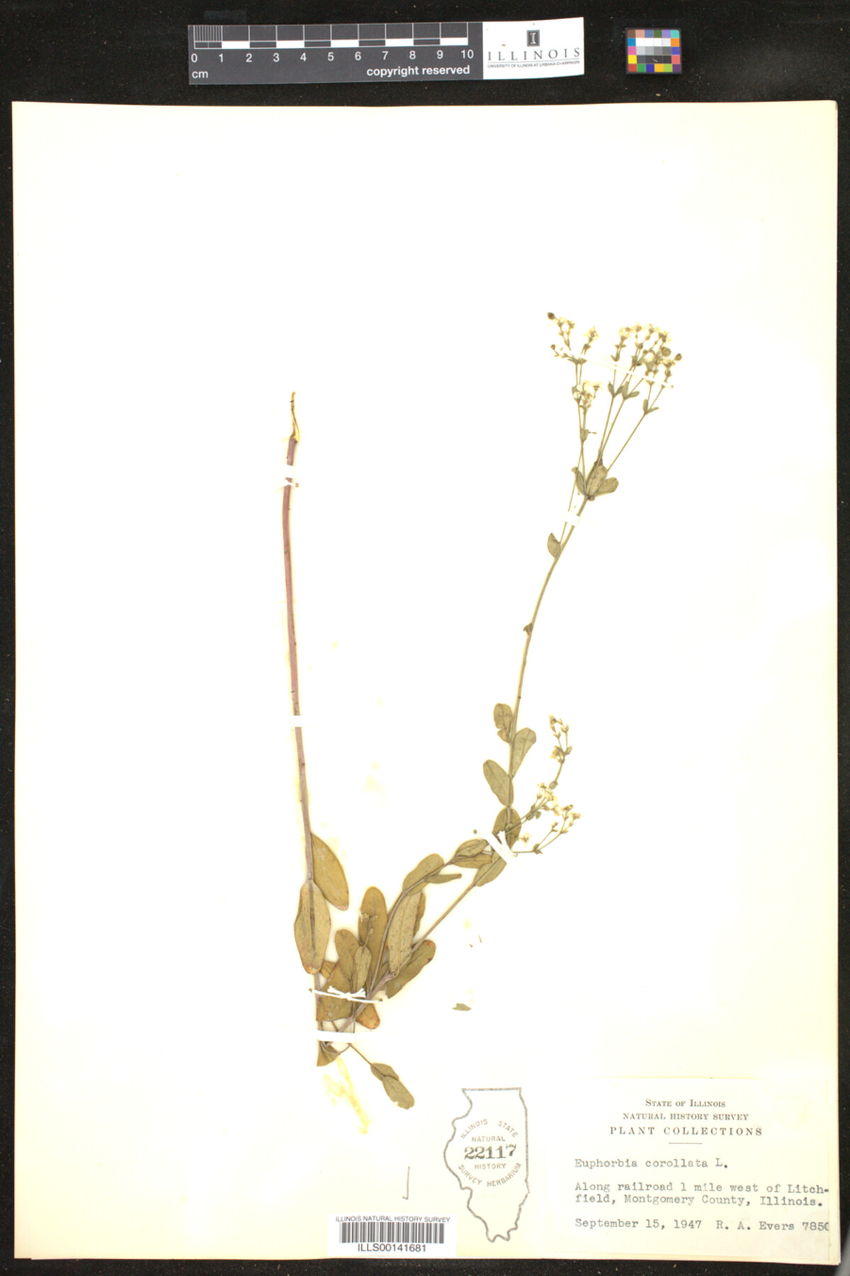 Euphorbia corollata image