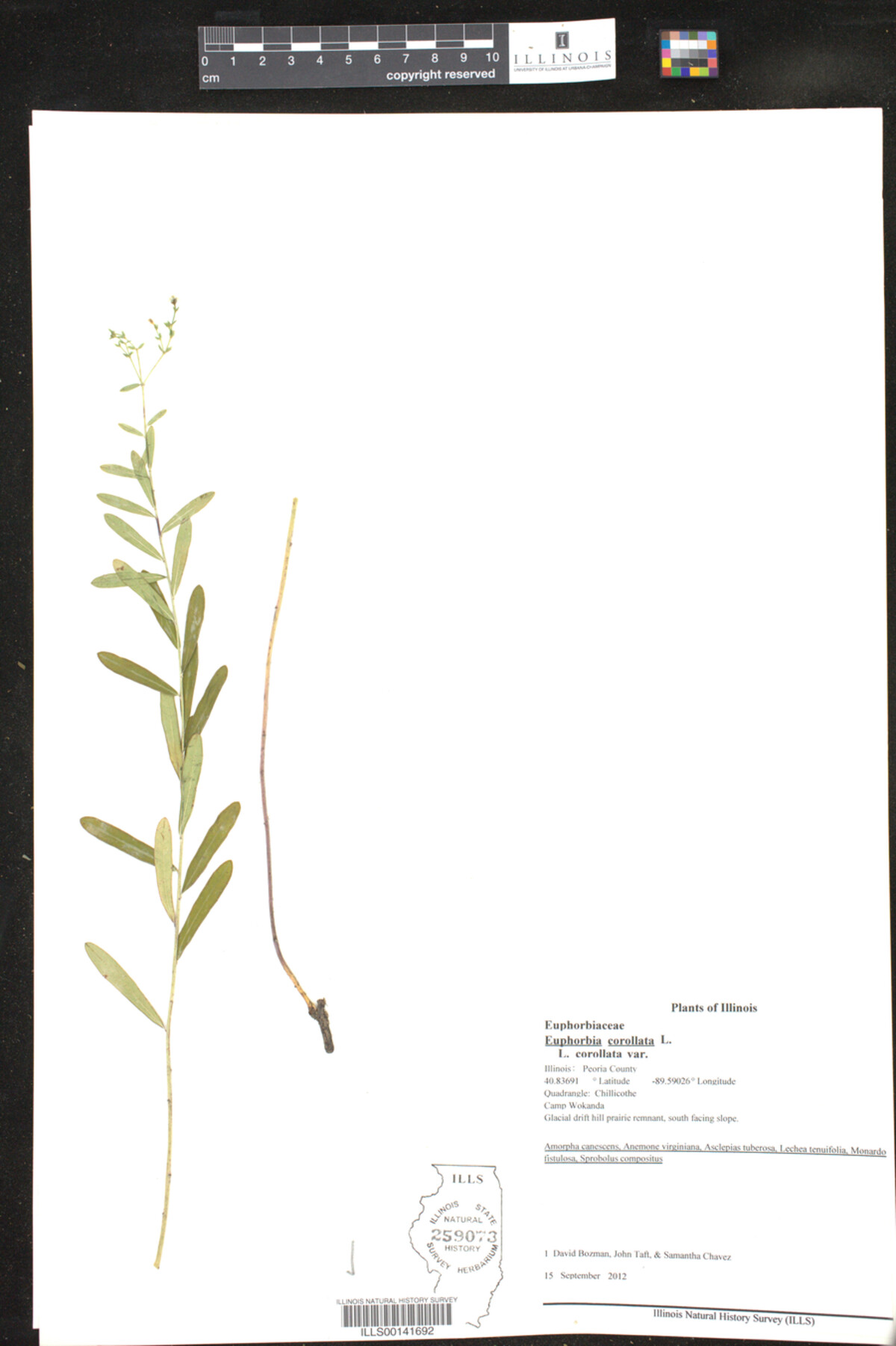 Euphorbia corollata var. corollata image