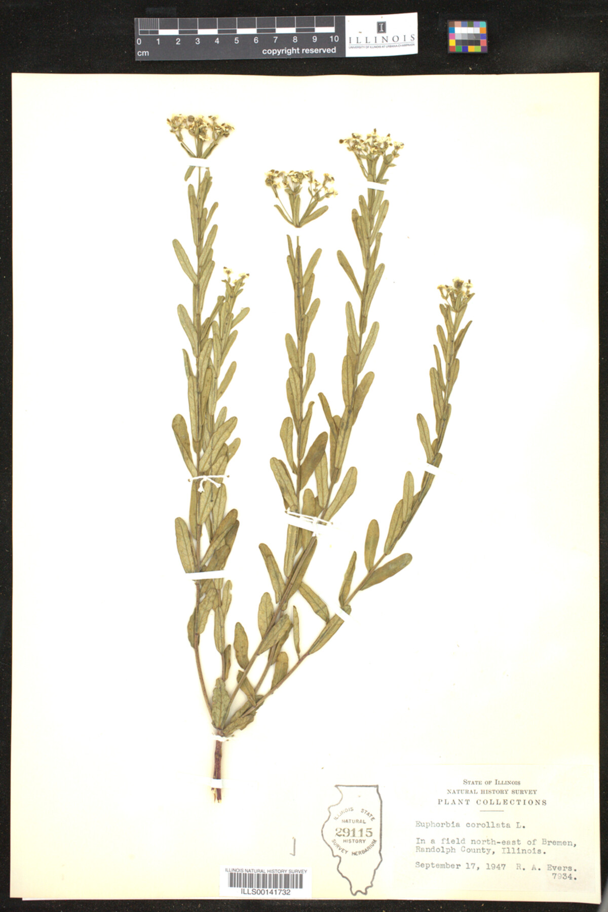 Euphorbia corollata image