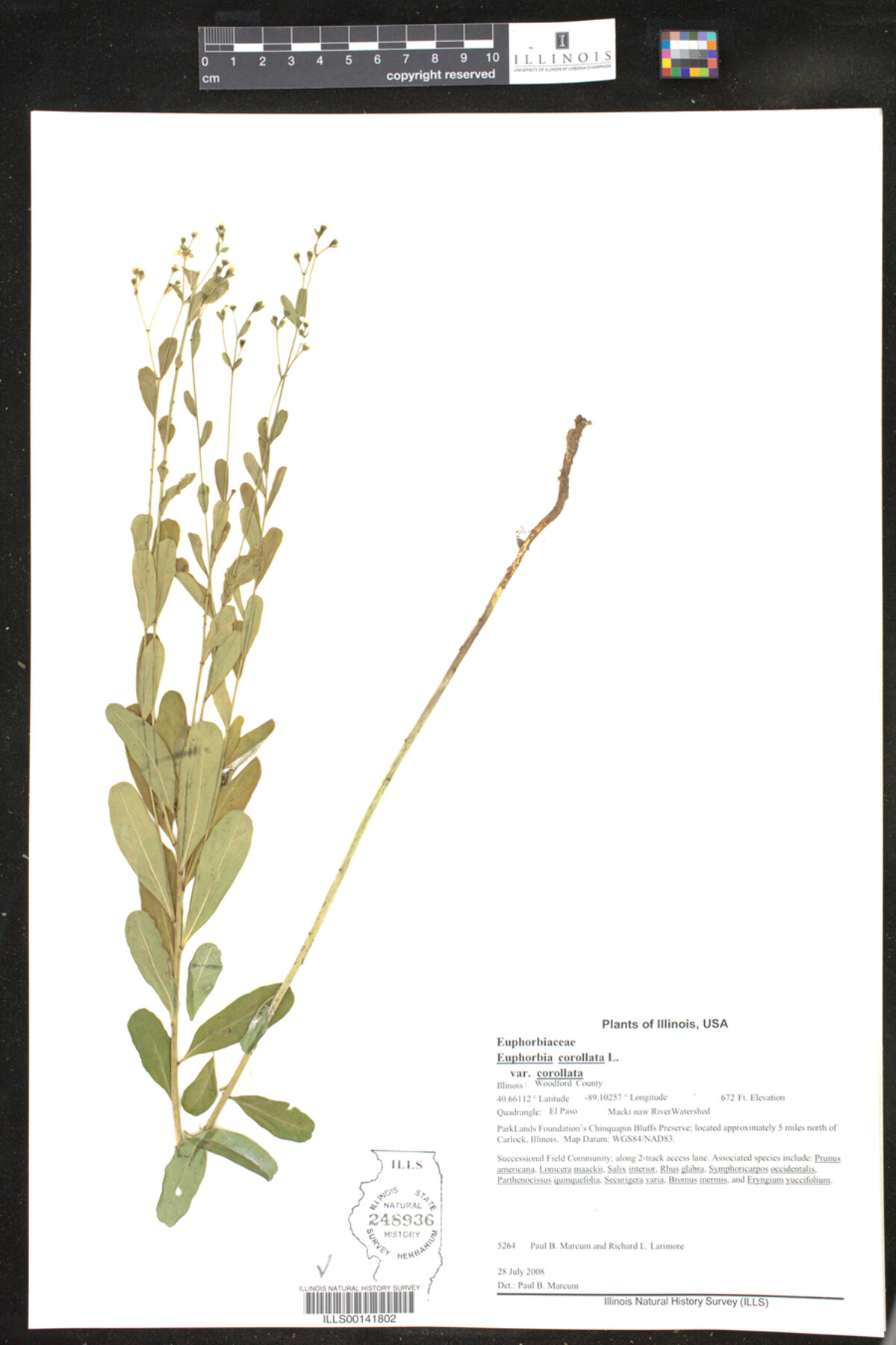 Euphorbia corollata var. corollata image