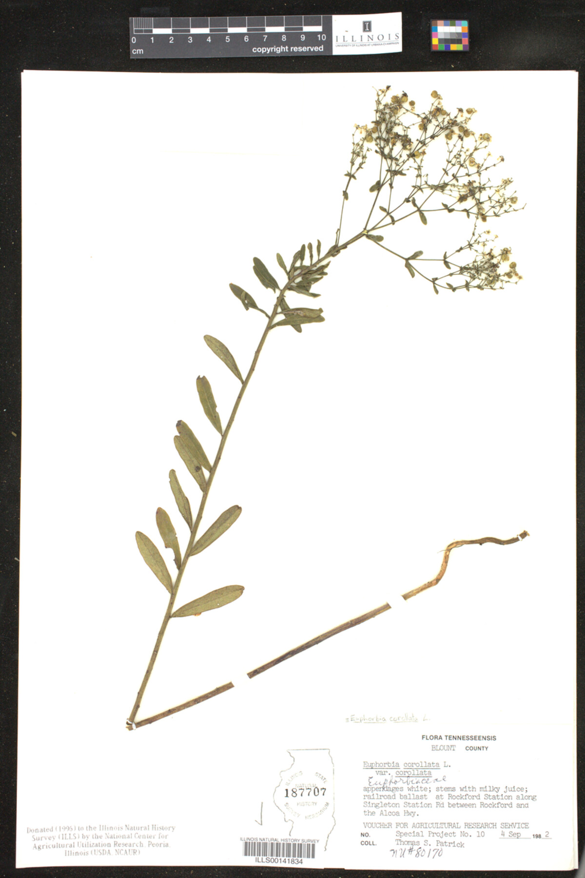 Euphorbia corollata image