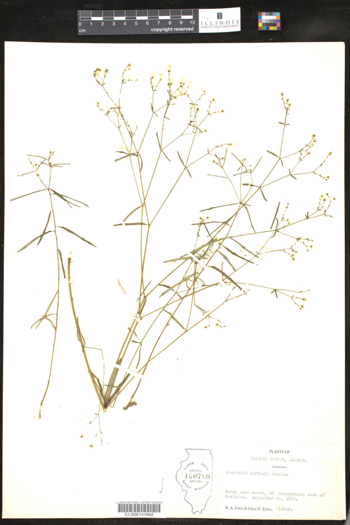 Euphorbia curtisii image